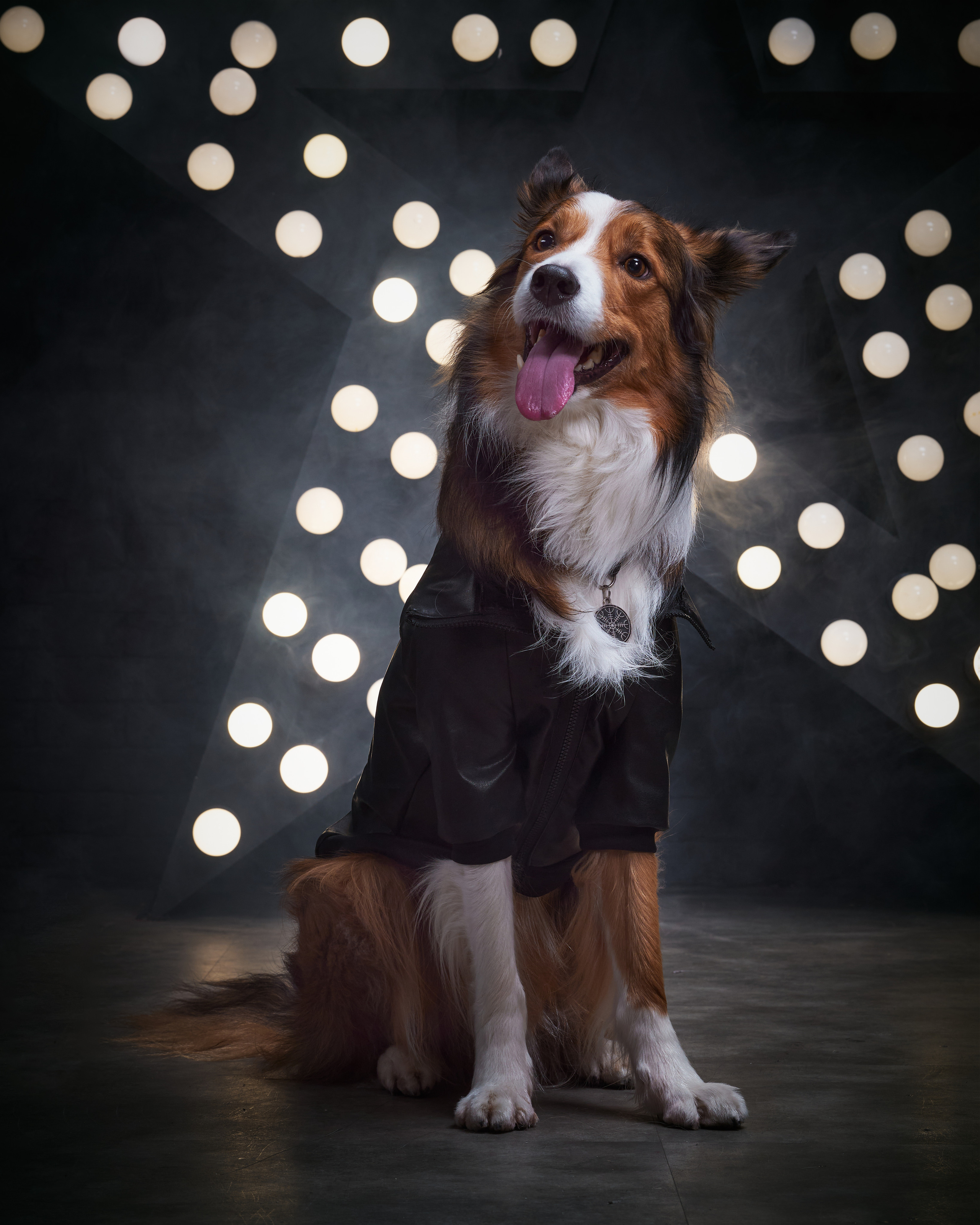 фотосессия собак в стиле рок-звезд, оригинальная фотосессия бордер-колли с дымом