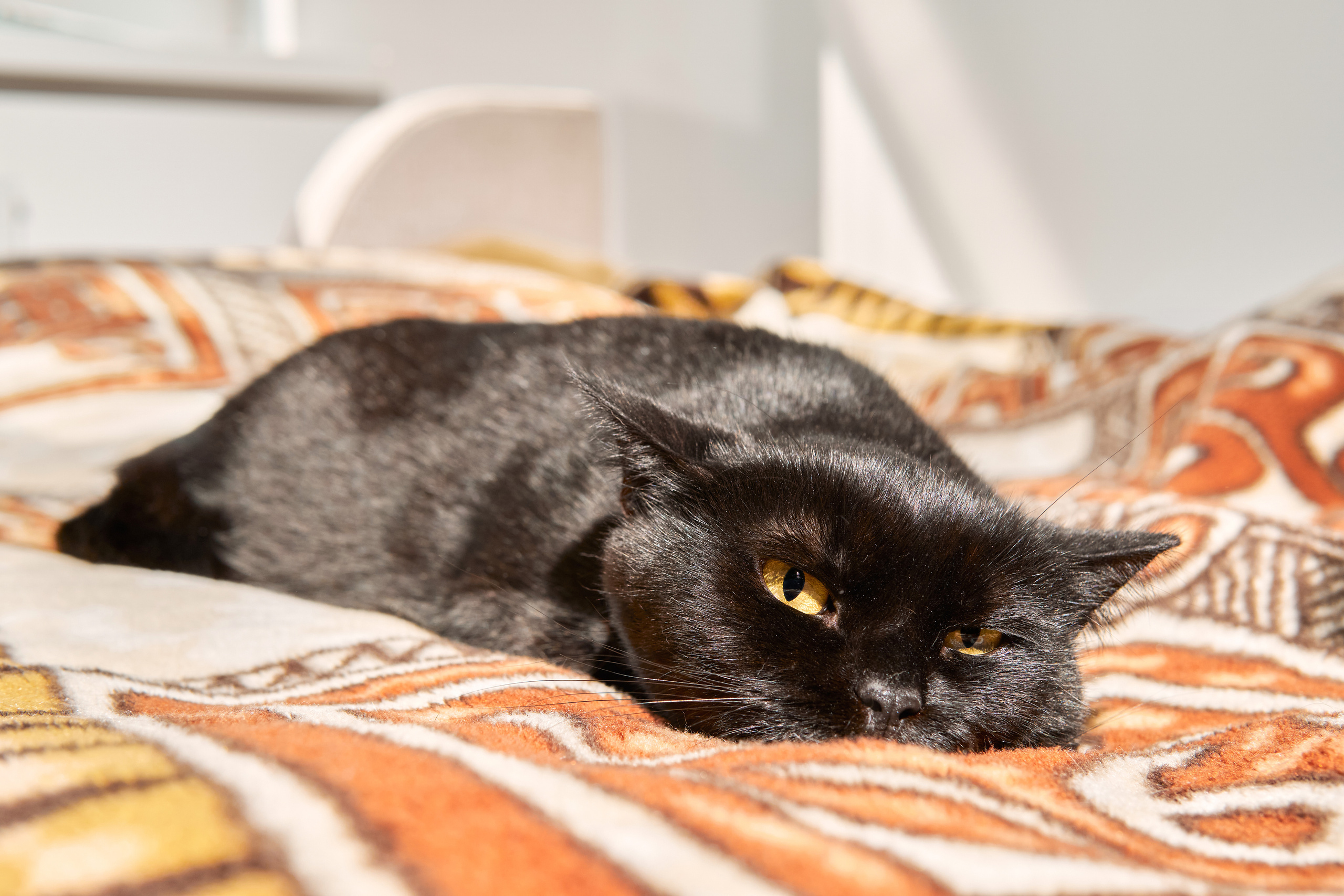 Съемка кошечки для пристройства. Фотограф людей и животных в Санкт-Петербурге Марина Бурмистрова