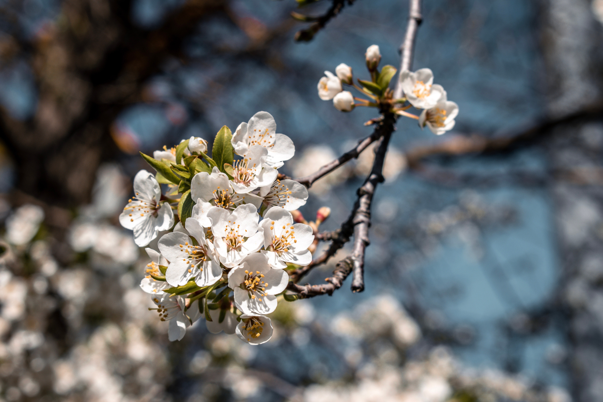 Весна 2019. Фотограф людей и животных в Санкт-Петербурге Марина Бурмистрова