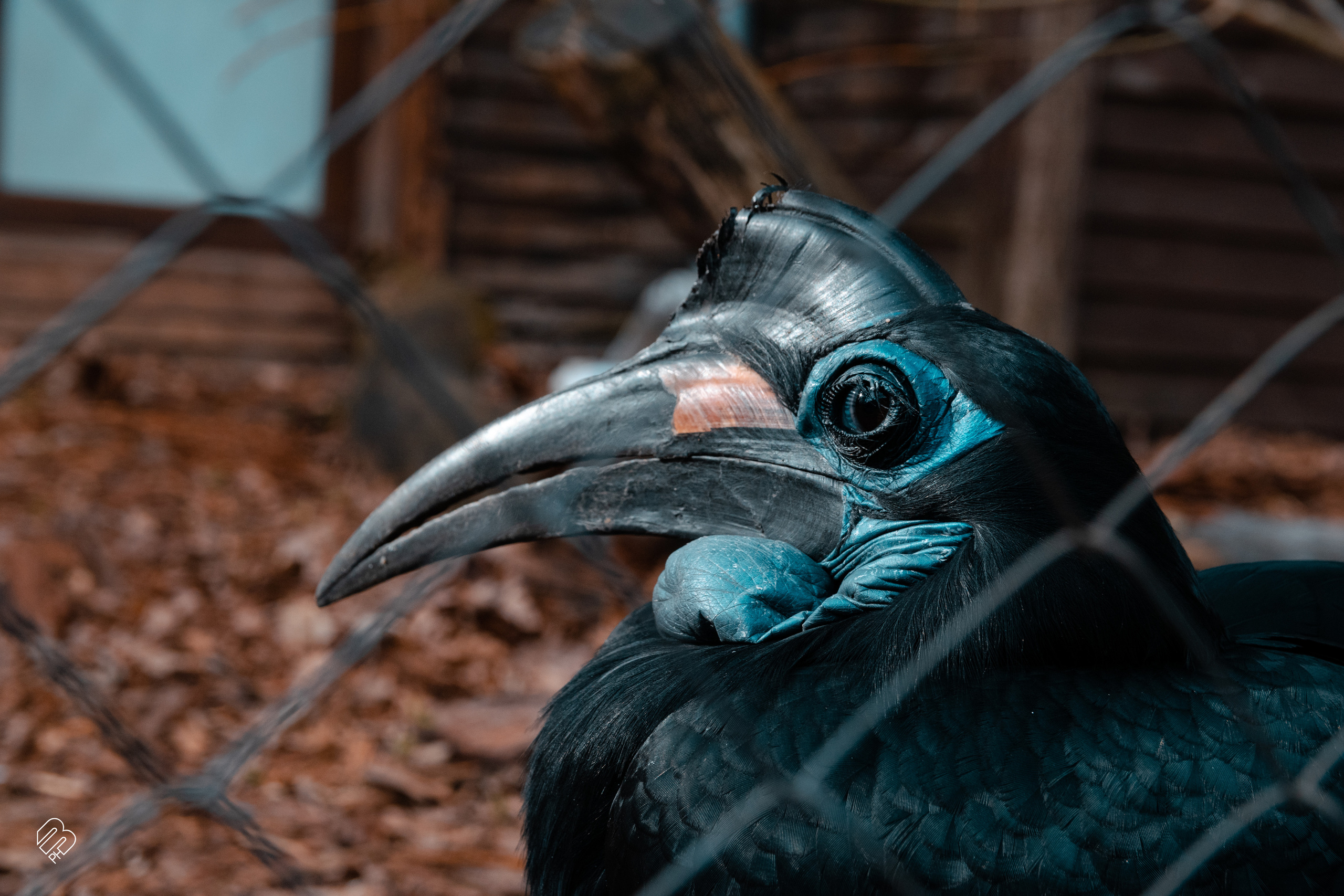 Фотосъемка животных в зоопарке. Фотограф людей и животных в Санкт-Петербурге Марина Бурмистрова