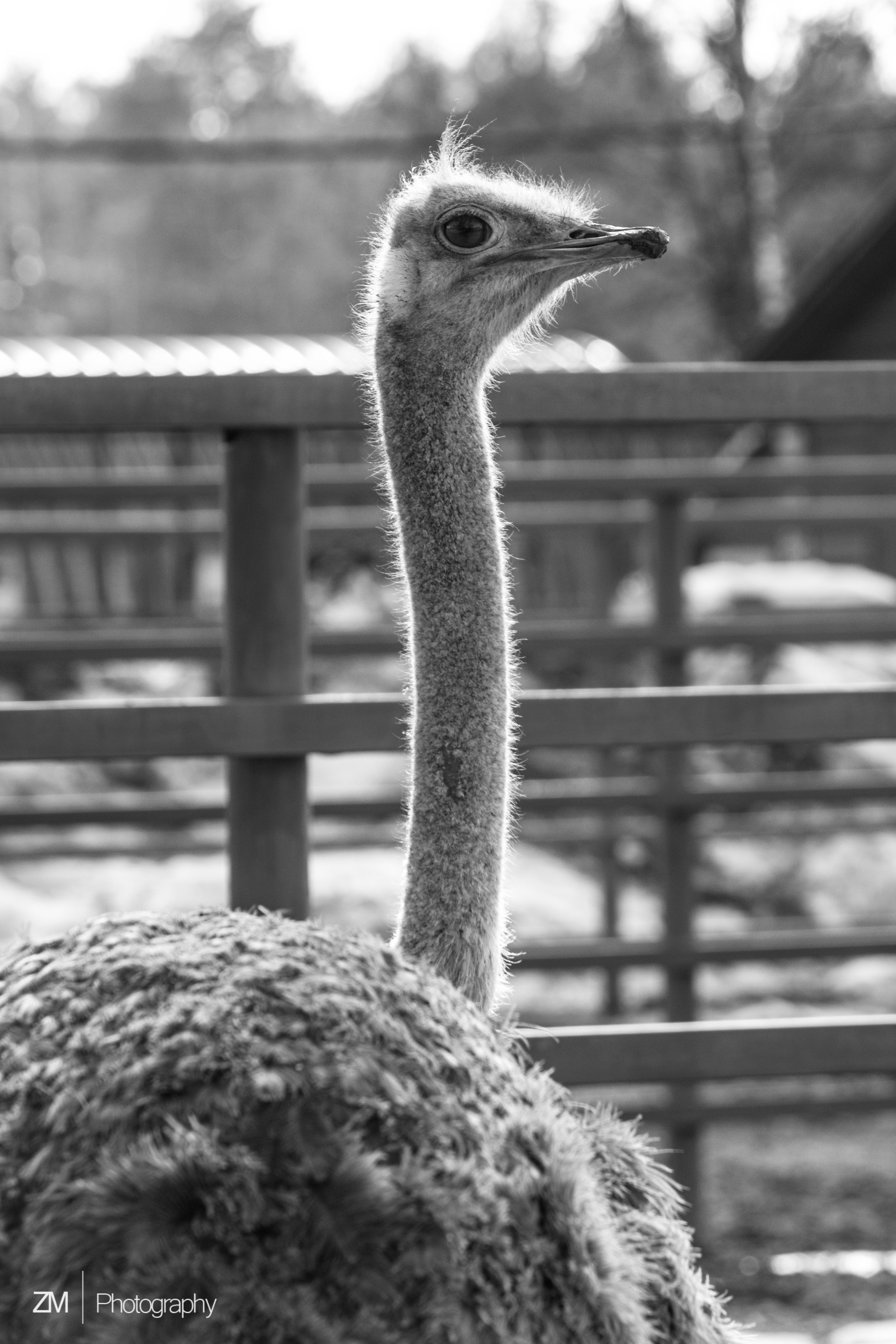 Фотосъемка животных в зоопарке. Фотограф людей и животных в Санкт-Петербурге Марина Бурмистрова