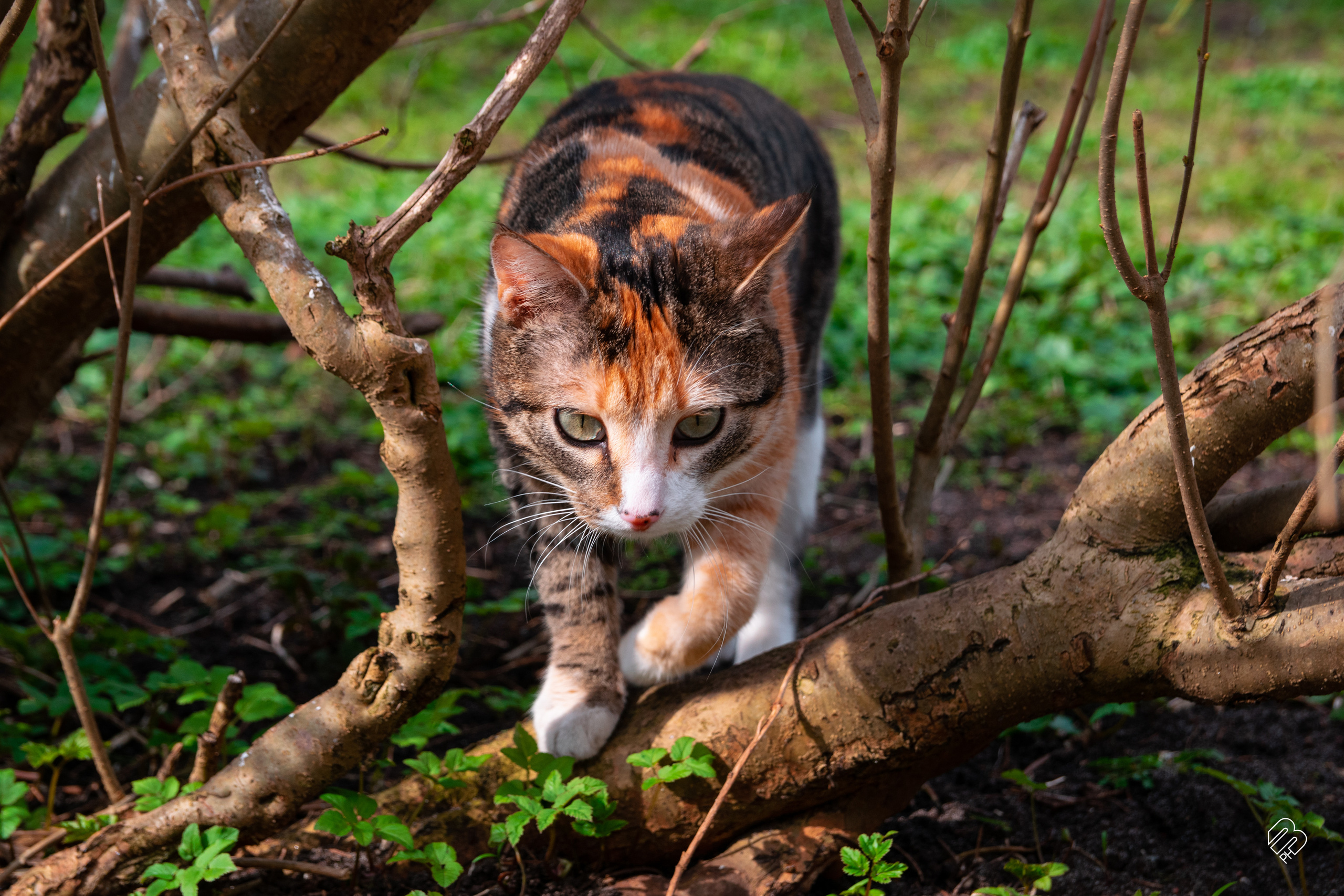 Поездка в Калининград. Фотограф людей и животных в Санкт-Петербурге Марина Бурмистрова