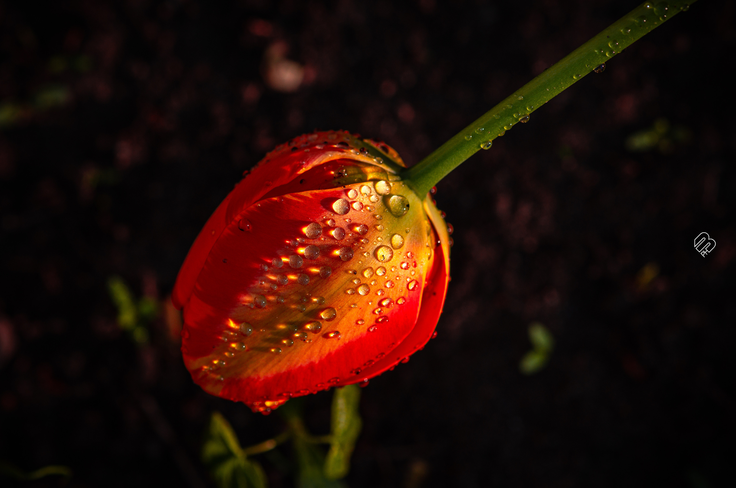 Фотографии цветов. Фотограф людей и животных в Санкт-Петербурге Марина Бурмистрова