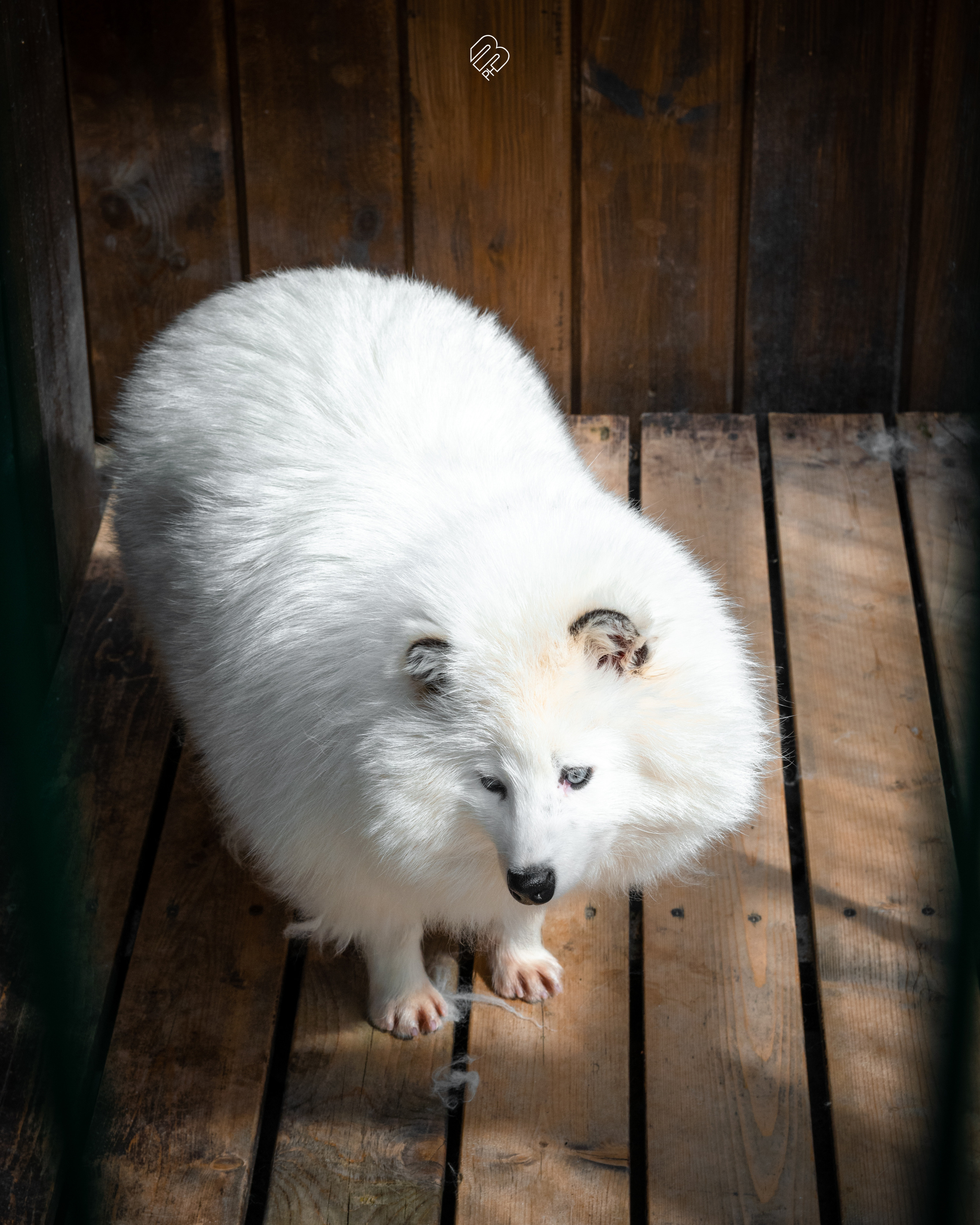 Поездка в Калининград. Фотограф людей и животных в Санкт-Петербурге Марина Бурмистрова