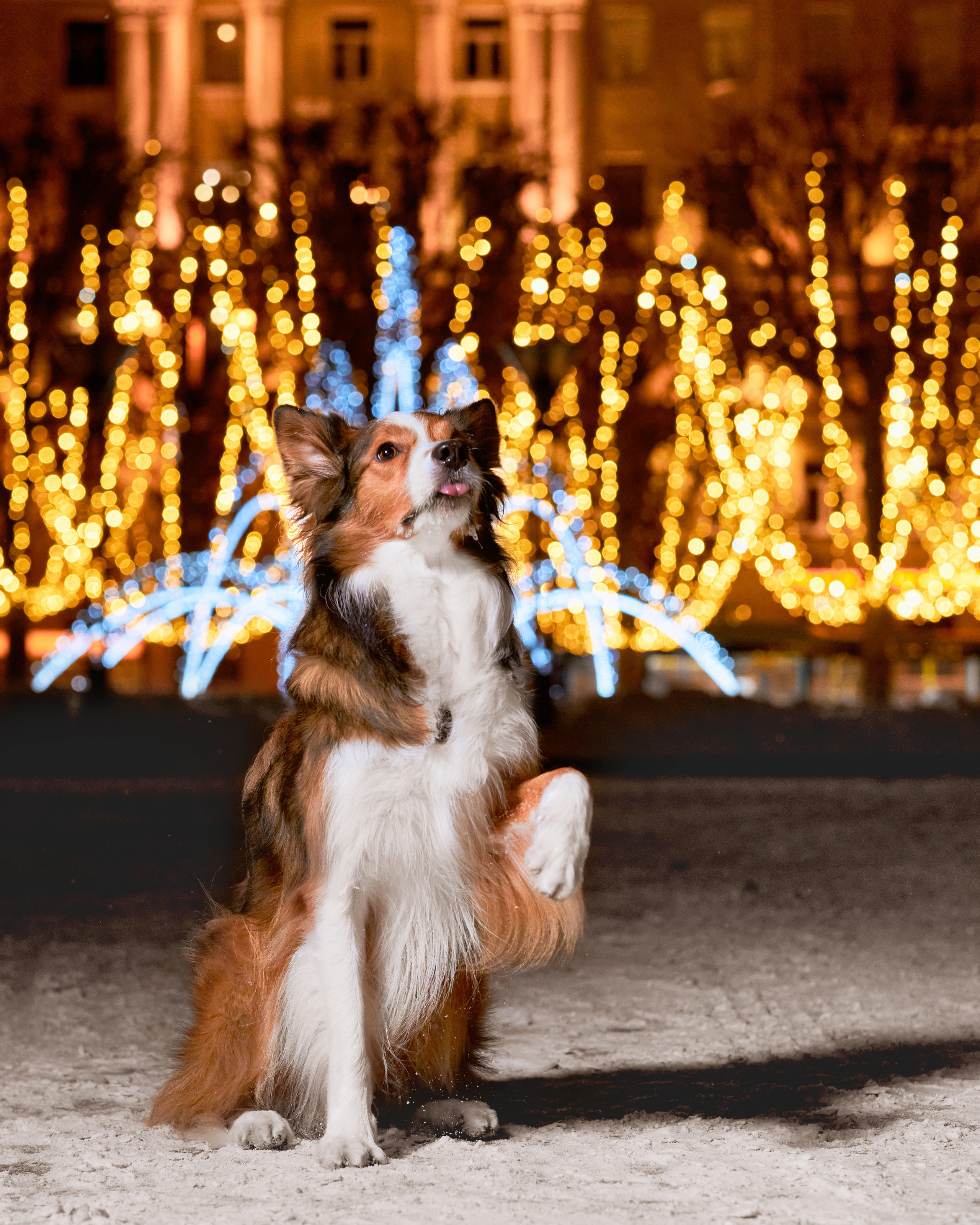 зимняя ночная фотосессия собаки с гирляндами в снегу, стробизм, strobist, бордер-колли