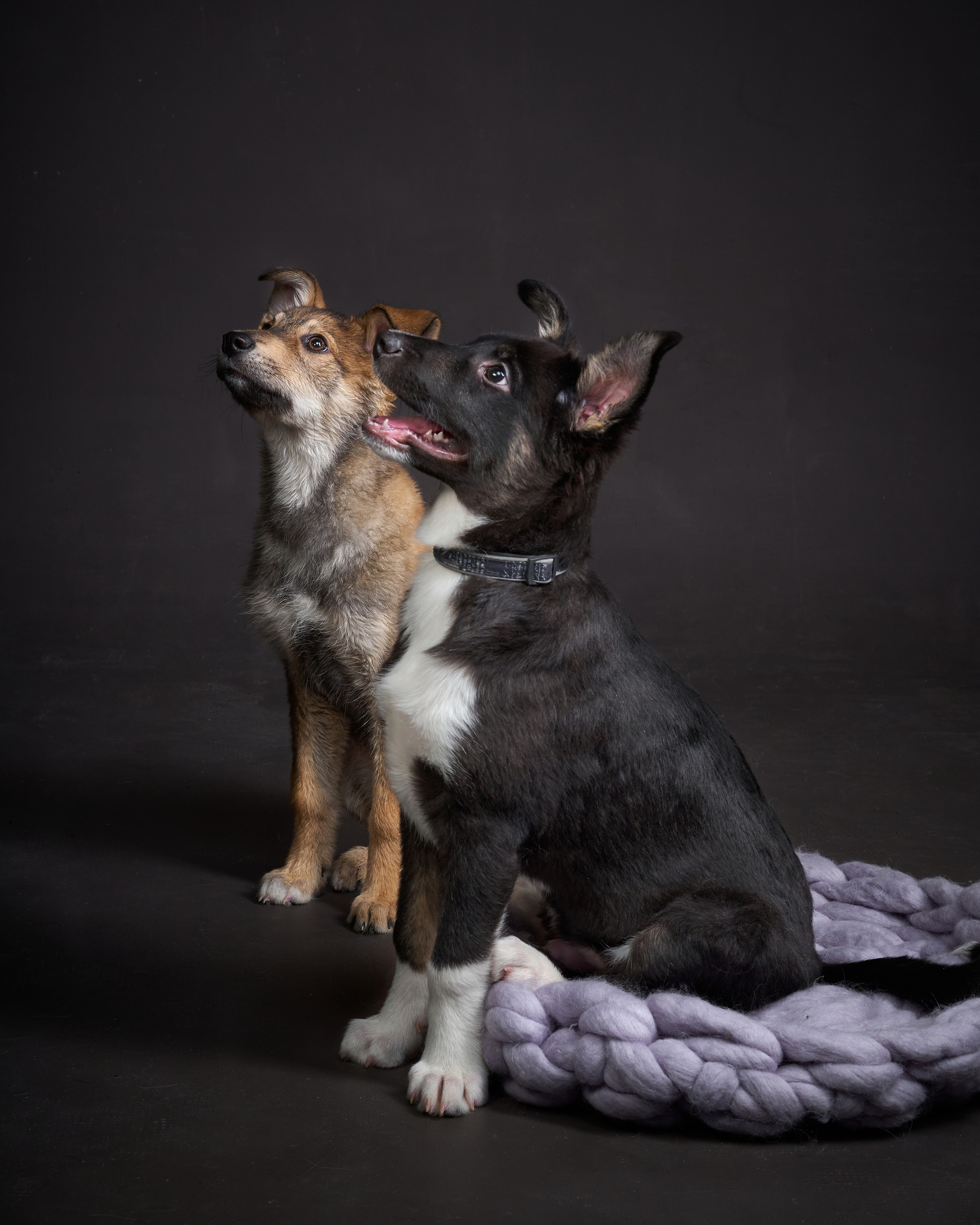 Анималистика. Студийные съемки. Фотограф людей и животных в Санкт-Петербурге Марина Бурмистрова
