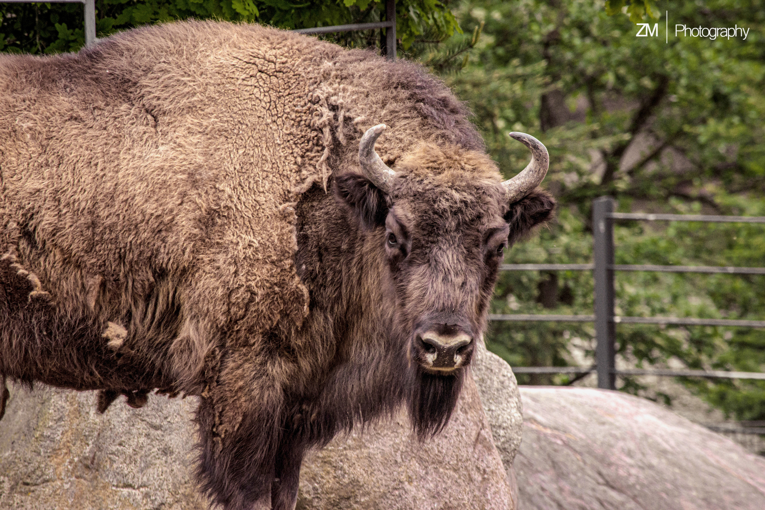 Фотосъемка животных в зоопарке. Фотограф людей и животных в Санкт-Петербурге Марина Бурмистрова