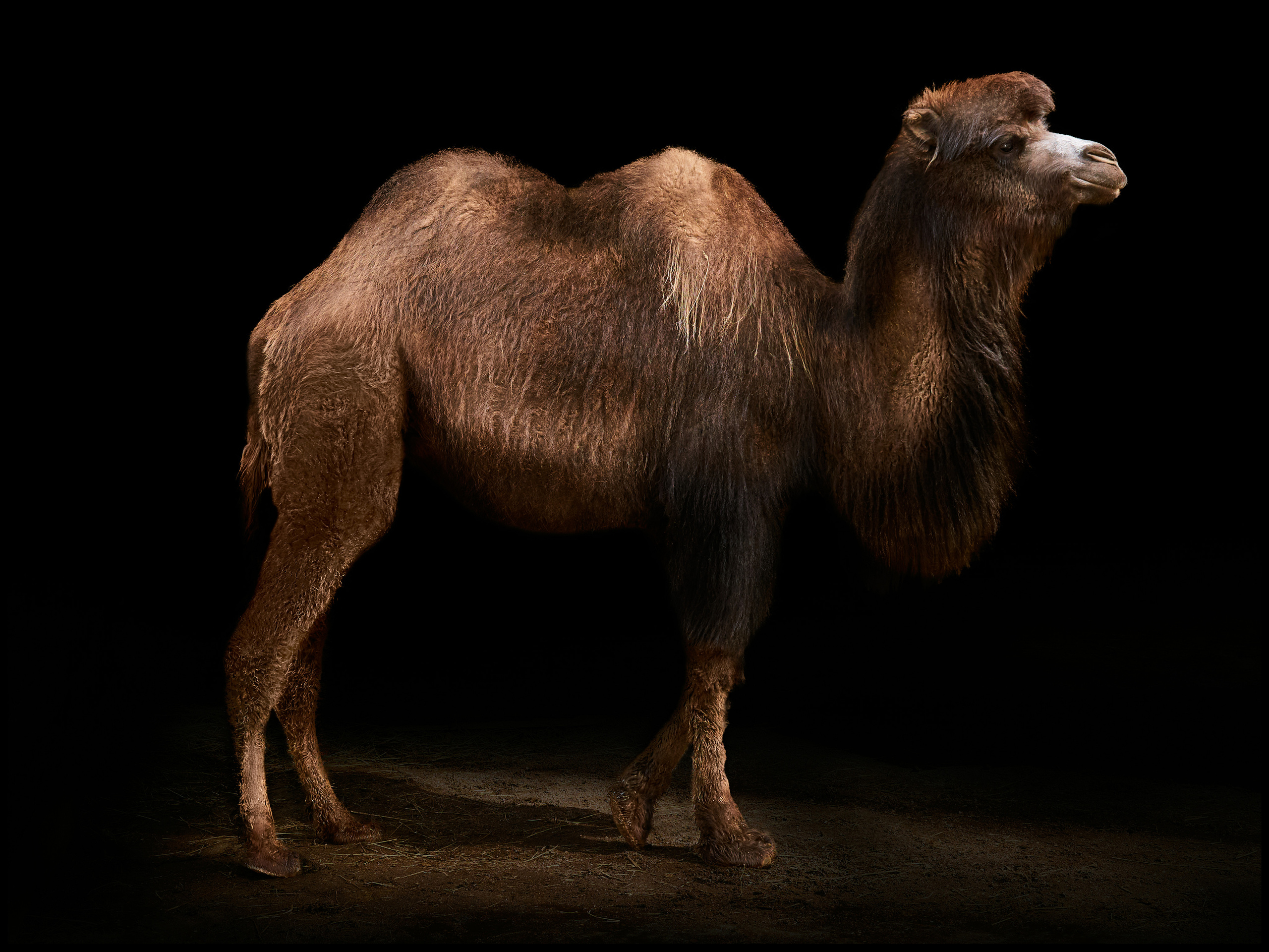 Фотограф людей и животных в Санкт-Петербурге Марина Бурмистрова