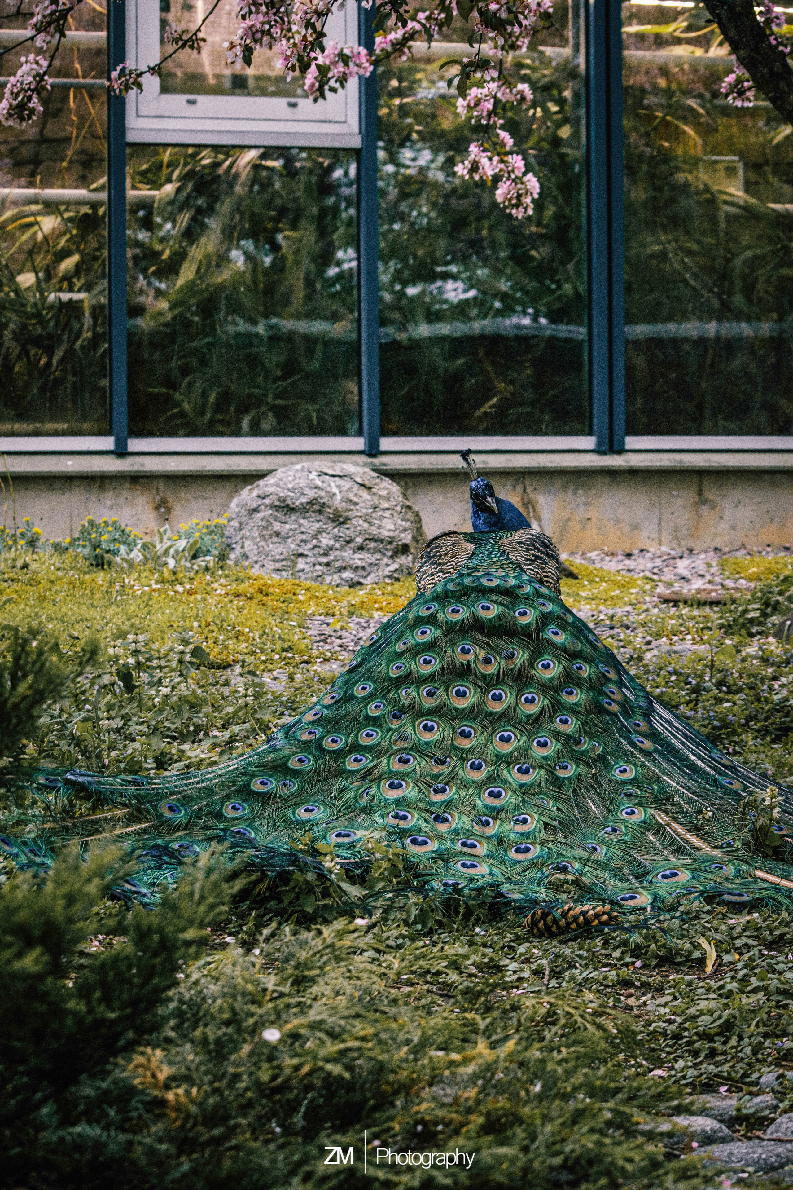 Фотосъемка животных в зоопарке. Фотограф людей и животных в Санкт-Петербурге Марина Бурмистрова