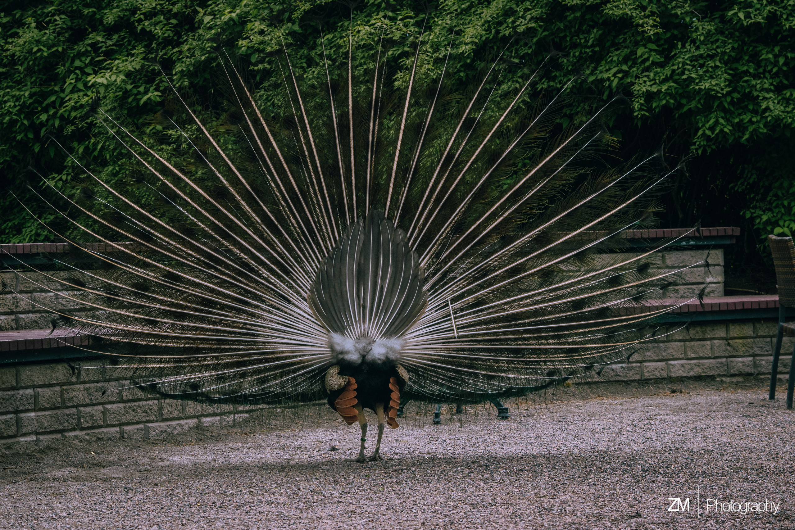 Фотосъемка животных в зоопарке. Фотограф людей и животных в Санкт-Петербурге Марина Бурмистрова