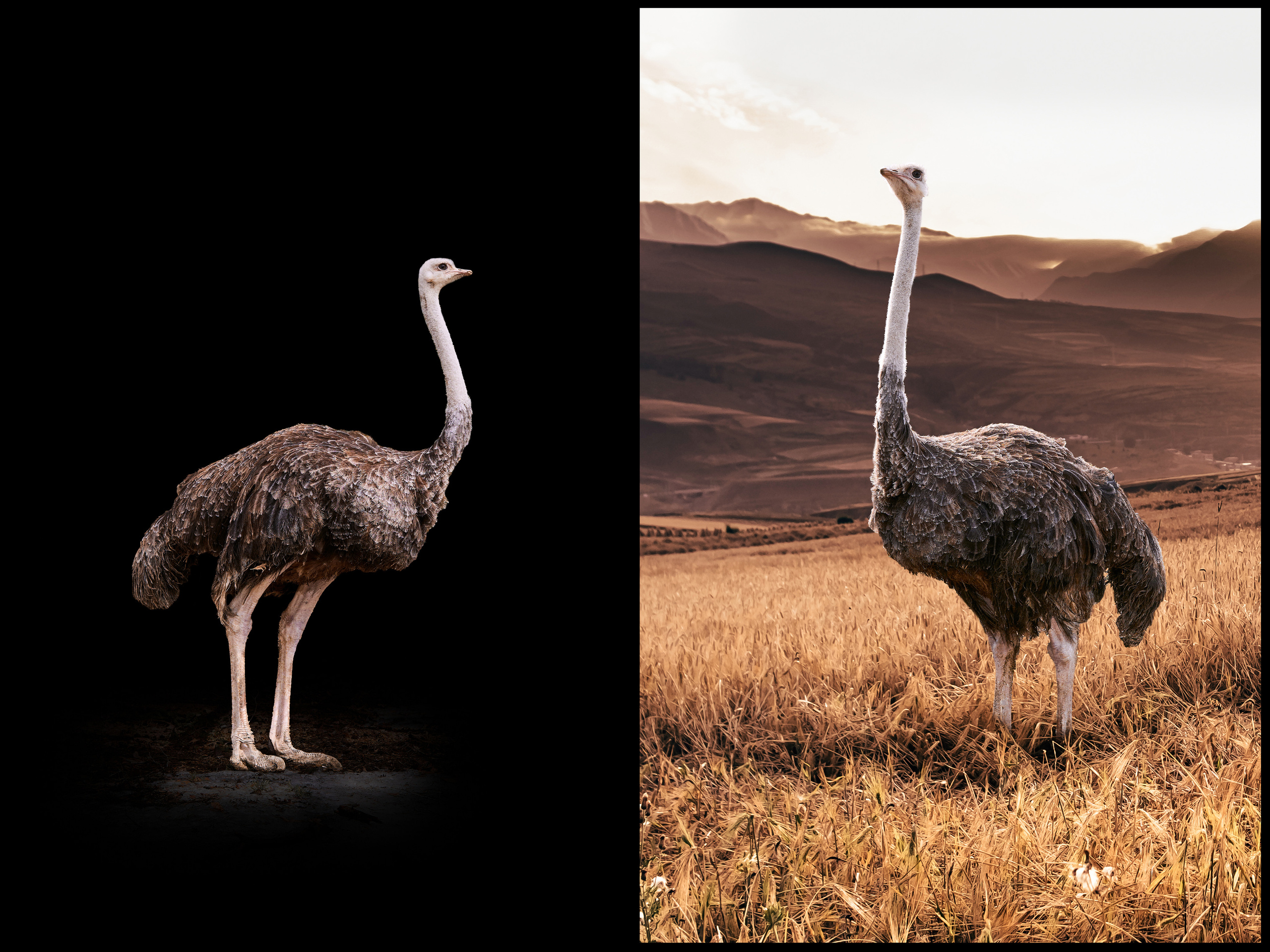 Фотосъемка животных в зоопарке. Фотограф людей и животных в Санкт-Петербурге Марина Бурмистрова