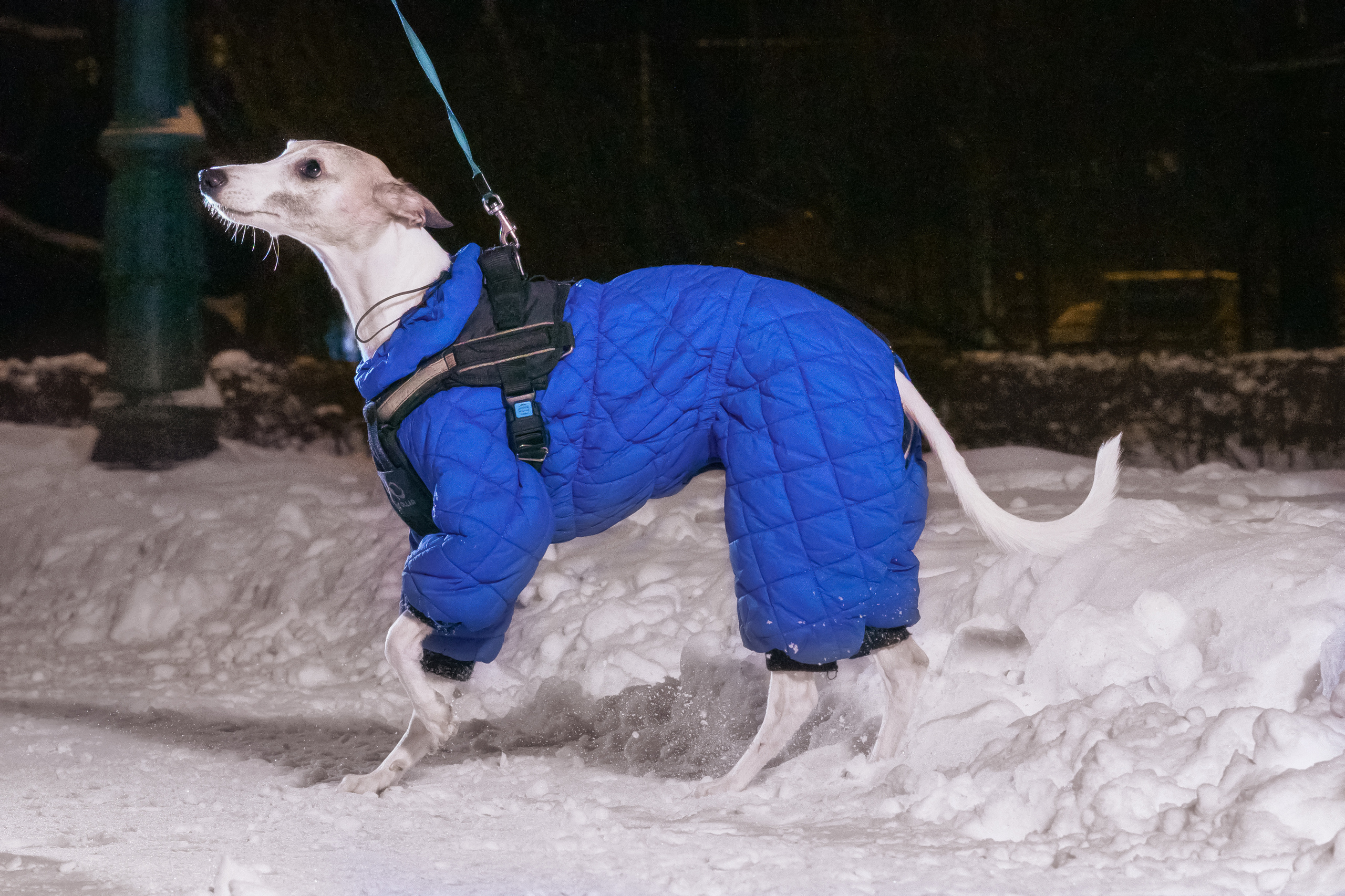 Анималистика. Выездные съемки. Фотограф людей и животных в Санкт-Петербурге Марина Бурмистрова