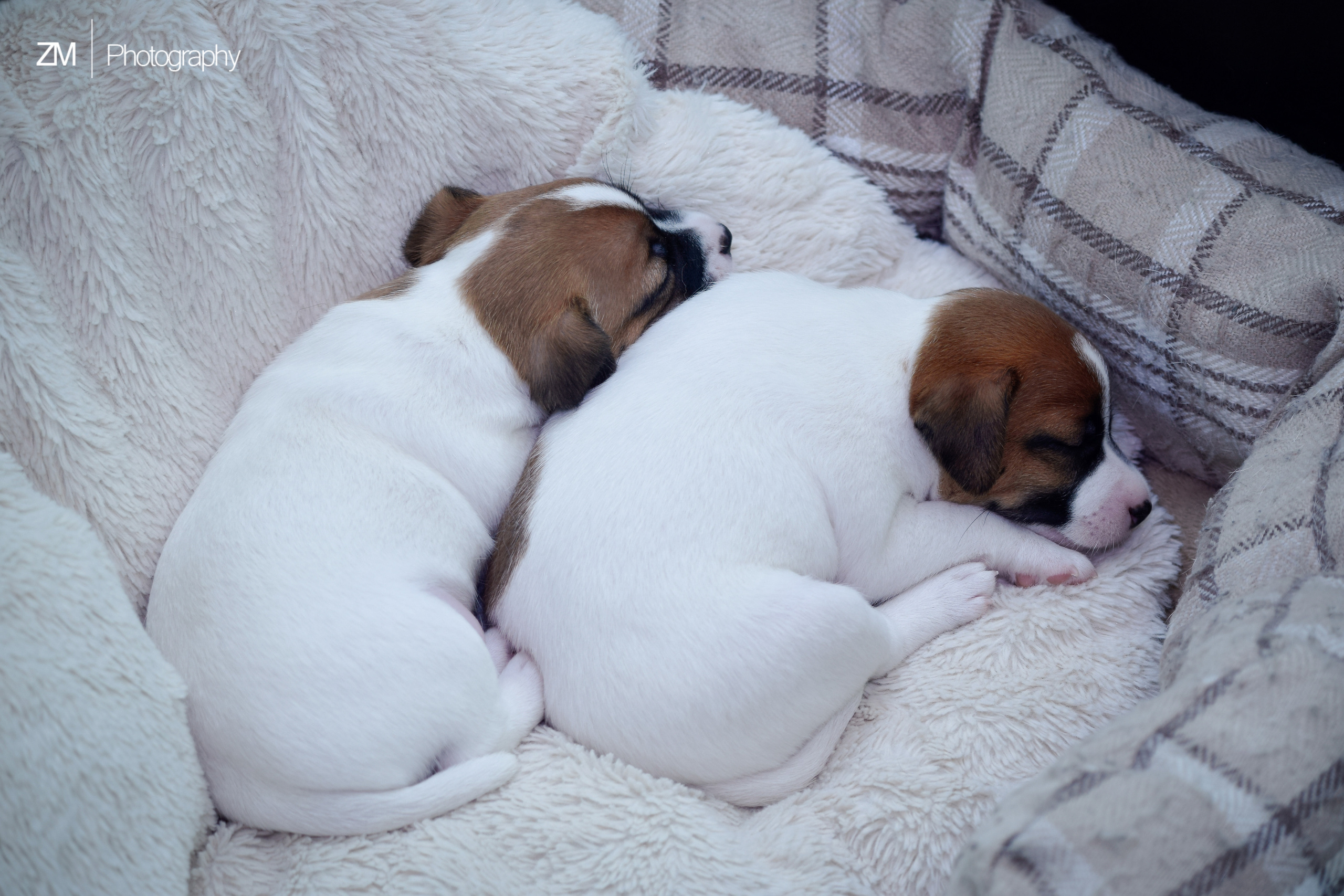 Съемка щенков и родителей. Фотограф людей и животных в Санкт-Петербурге Марина Бурмистрова