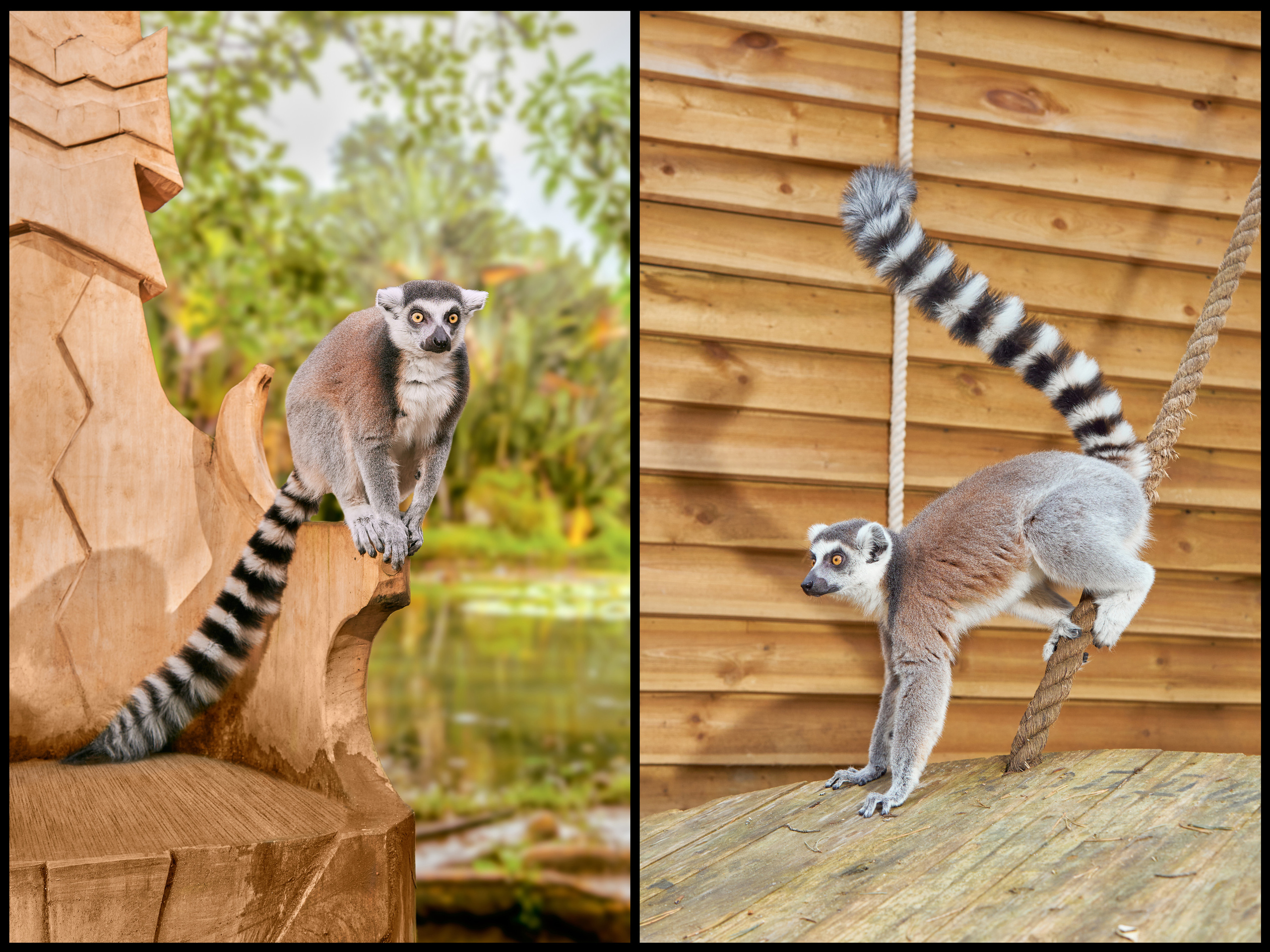 Фотосъемка животных в зоопарке. Фотограф людей и животных в Санкт-Петербурге Марина Бурмистрова
