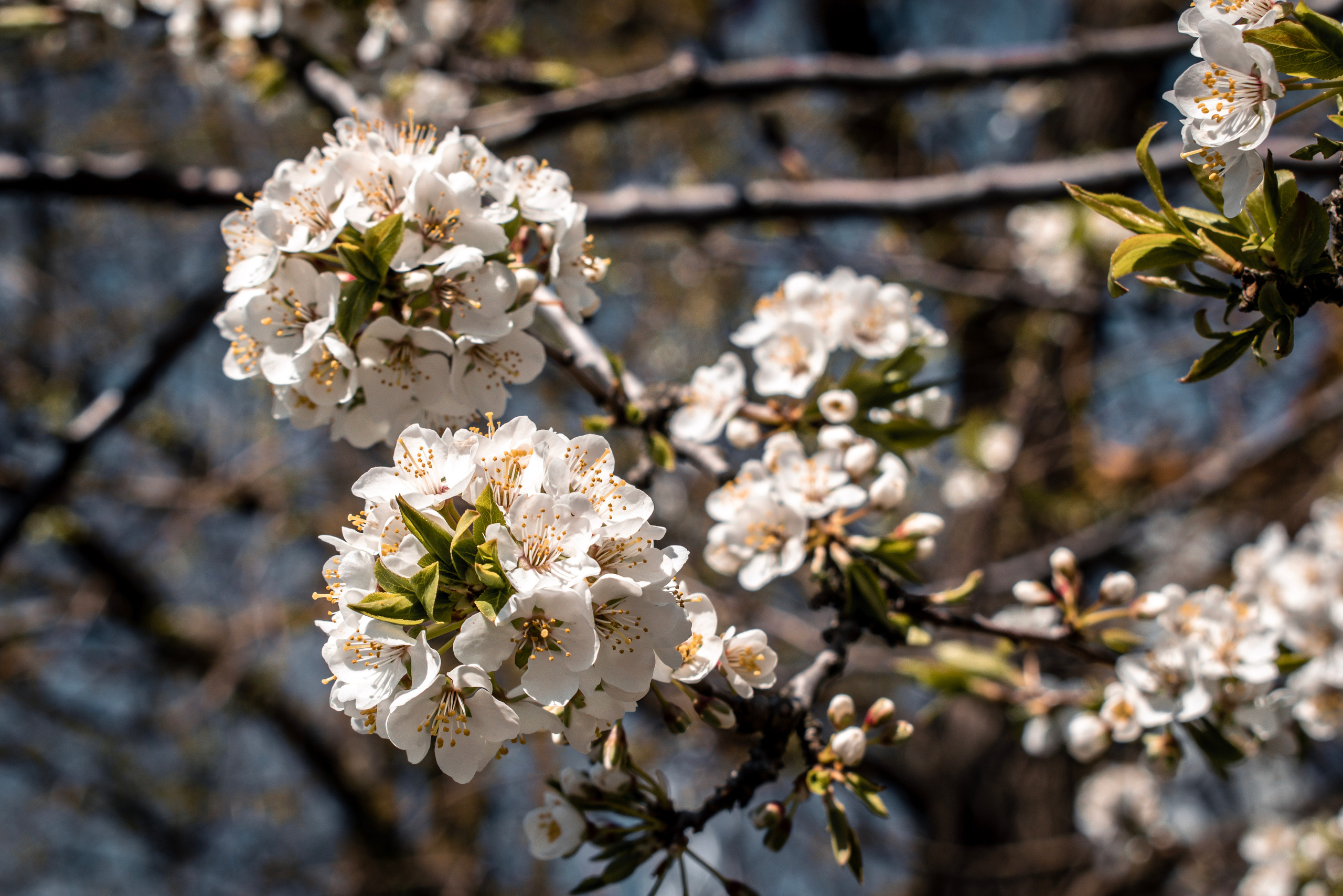 Весна 2019. Фотограф людей и животных в Санкт-Петербурге Марина Бурмистрова
