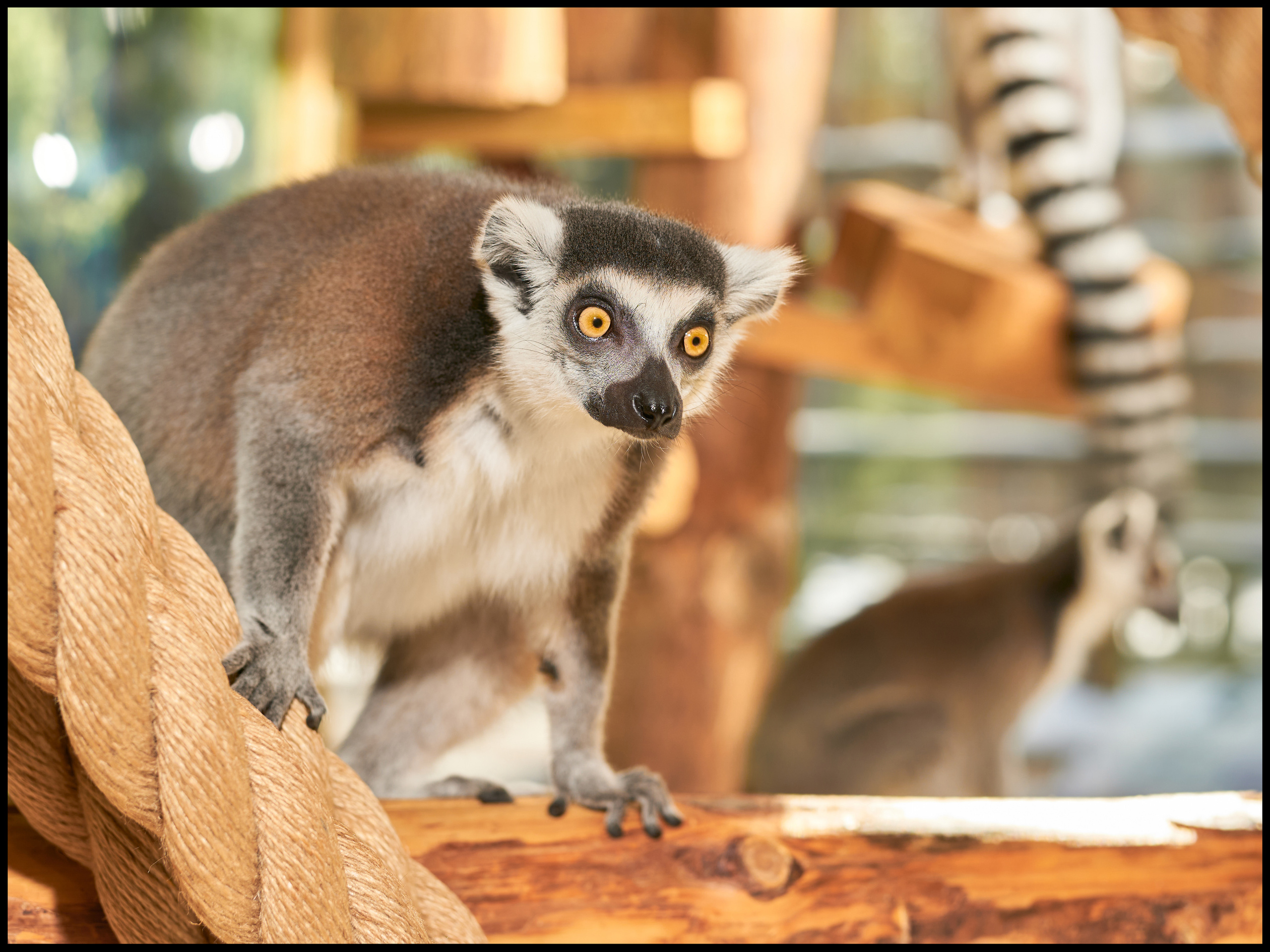 Фотограф людей и животных в Санкт-Петербурге Марина Бурмистрова