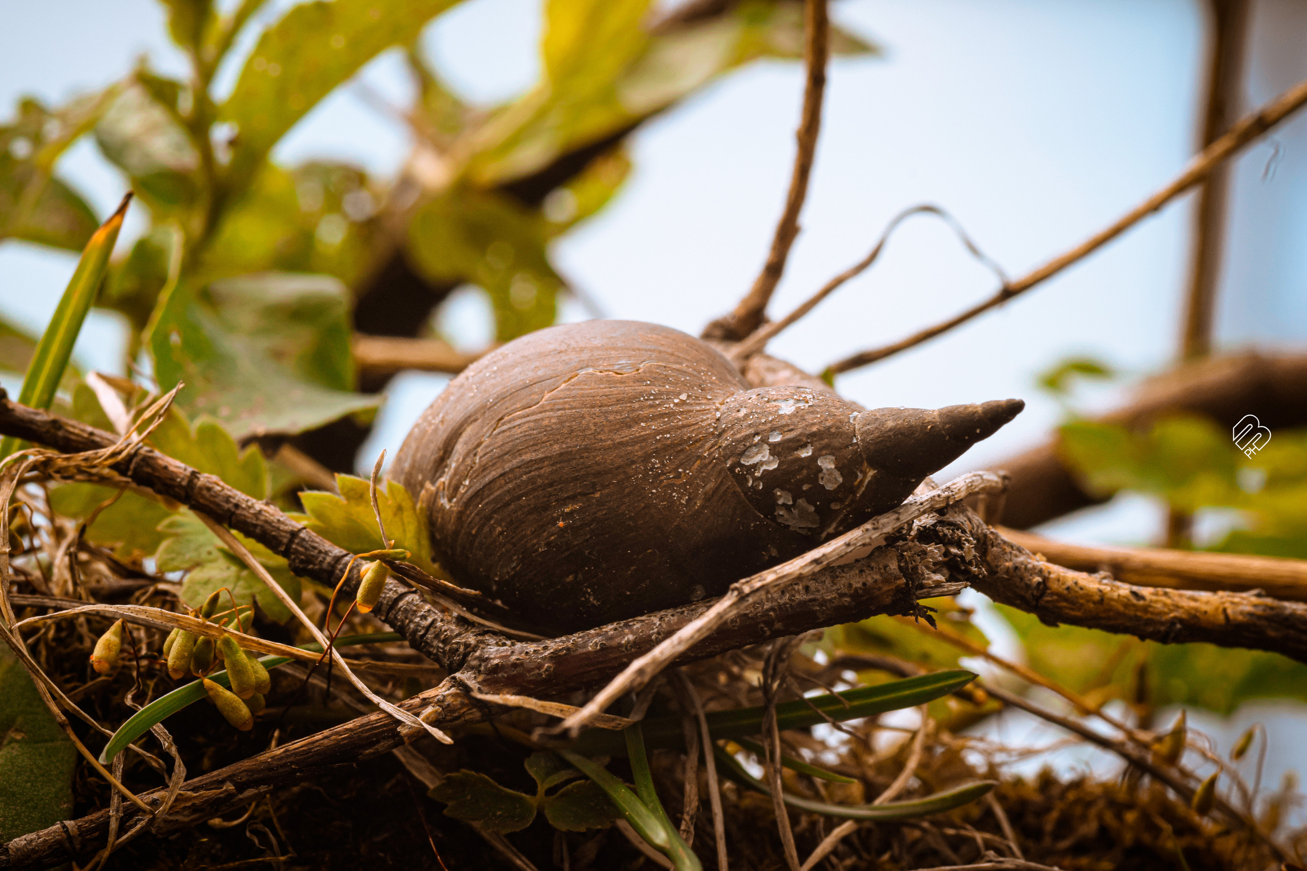 Фотографии цветов. Фотограф людей и животных в Санкт-Петербурге Марина Бурмистрова