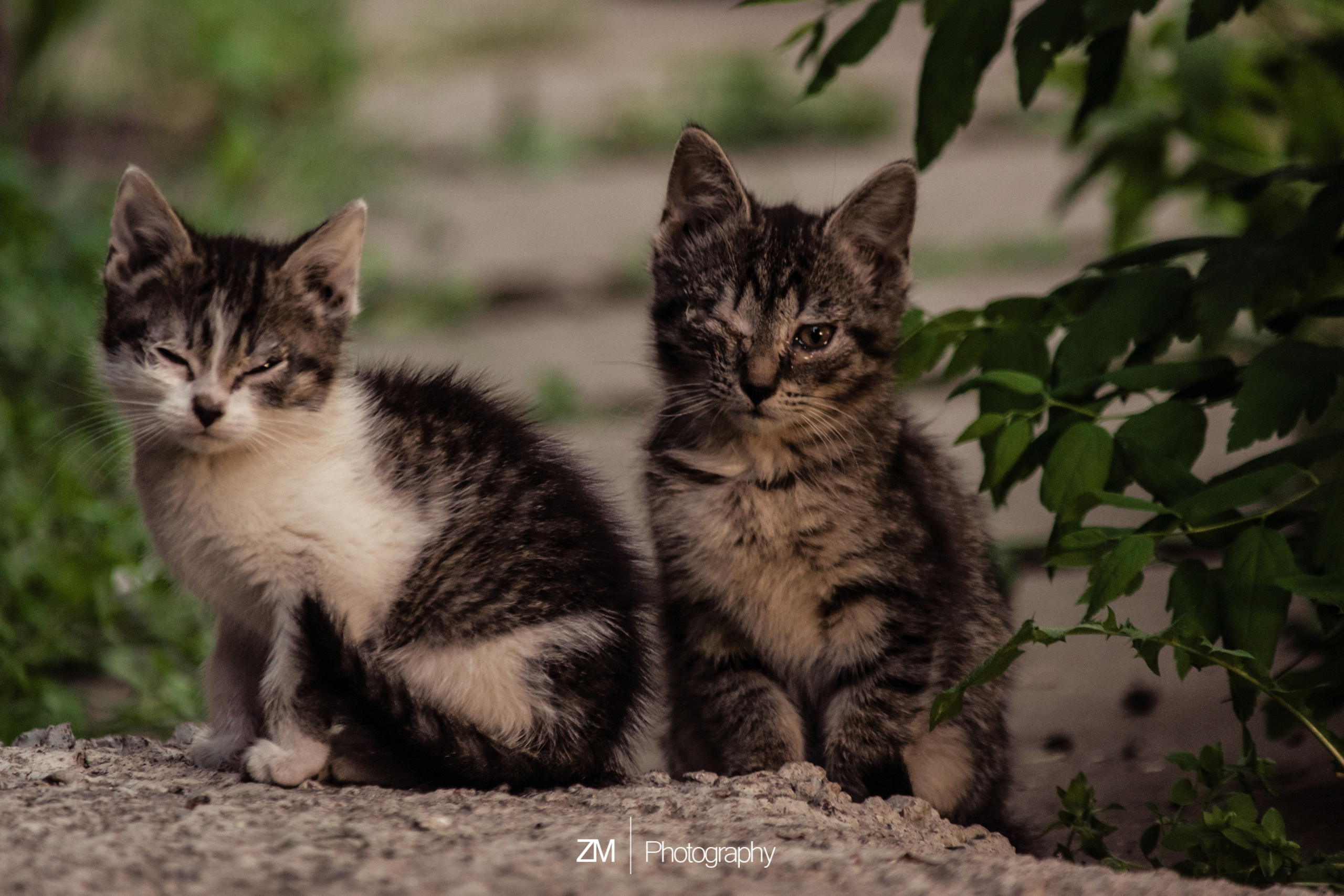 Фотоистории кошачьих. Фотограф людей и животных в Санкт-Петербурге Марина Бурмистрова