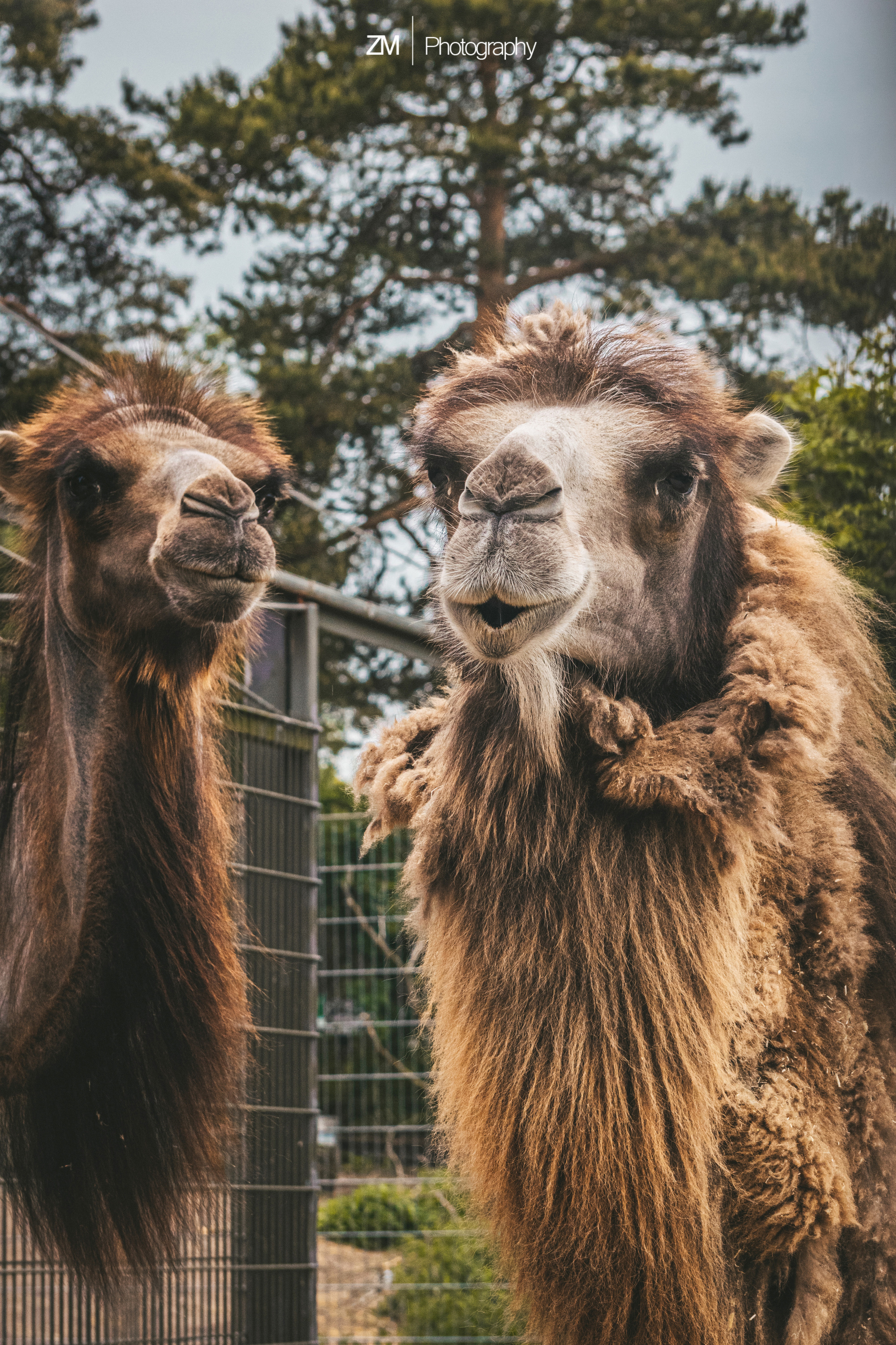 Фотосъемка животных в зоопарке. Фотограф людей и животных в Санкт-Петербурге Марина Бурмистрова