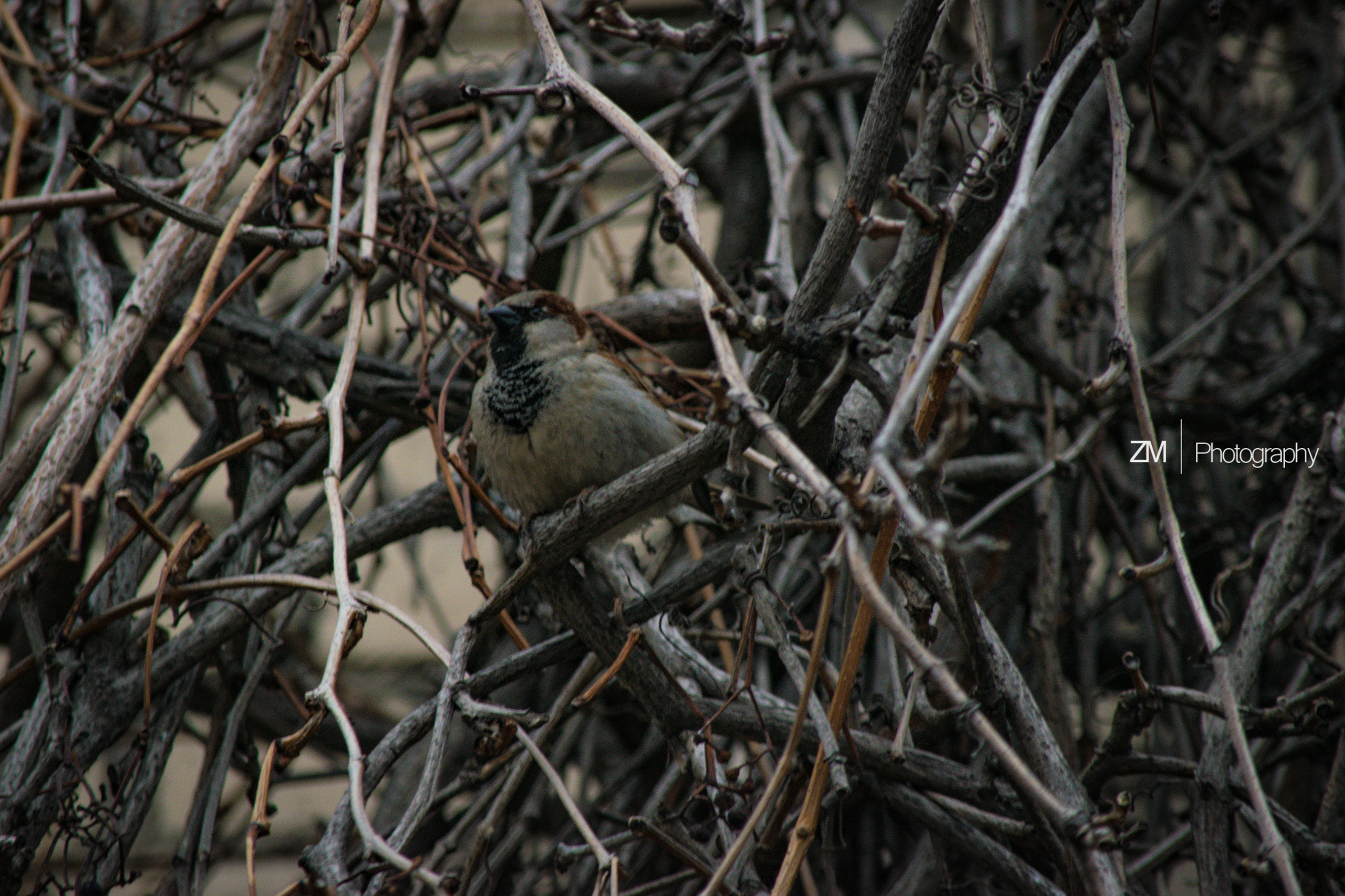 Весна 2019. Фотограф людей и животных в Санкт-Петербурге Марина Бурмистрова