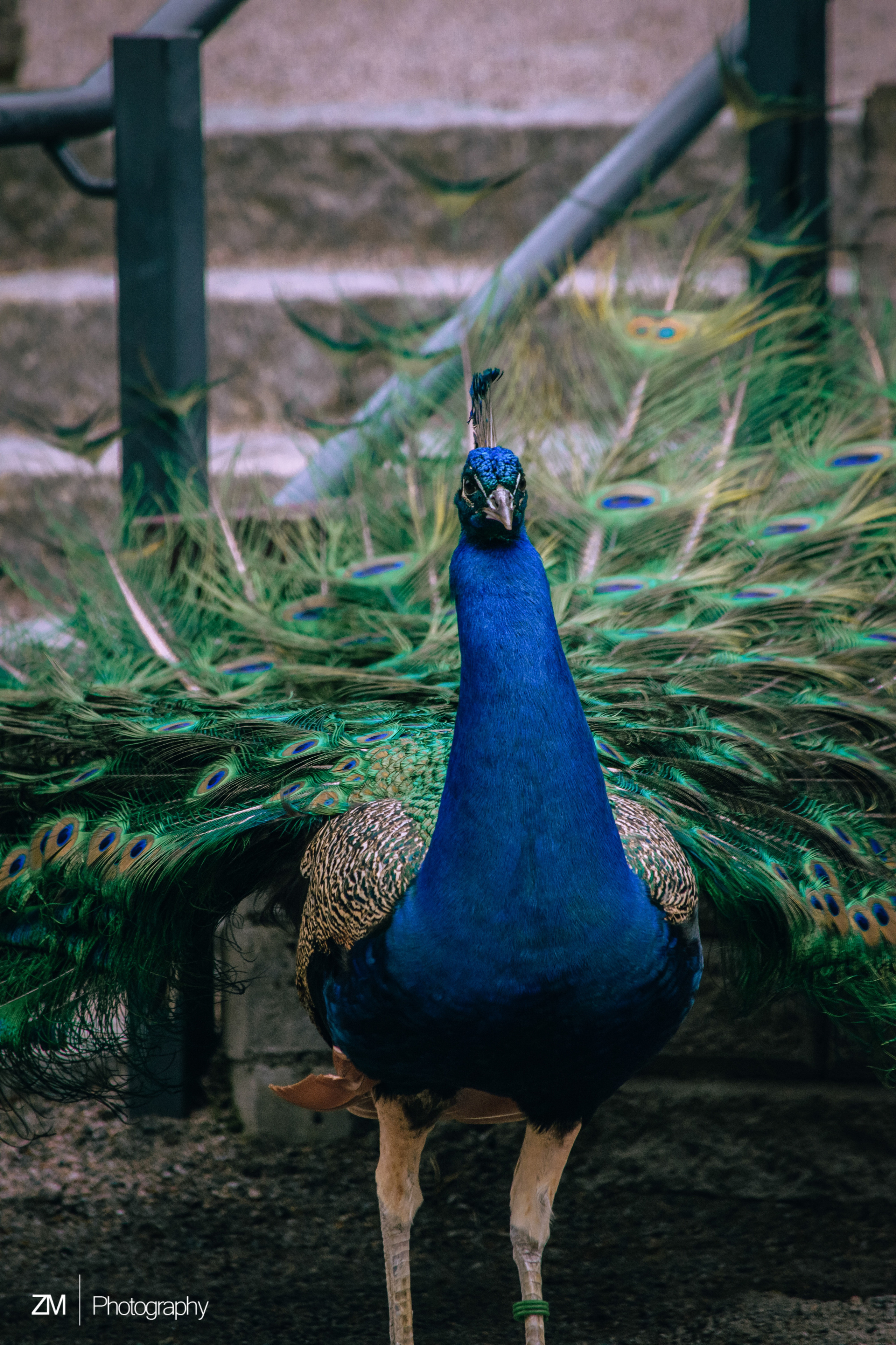 Фотосъемка животных в зоопарке. Фотограф людей и животных в Санкт-Петербурге Марина Бурмистрова