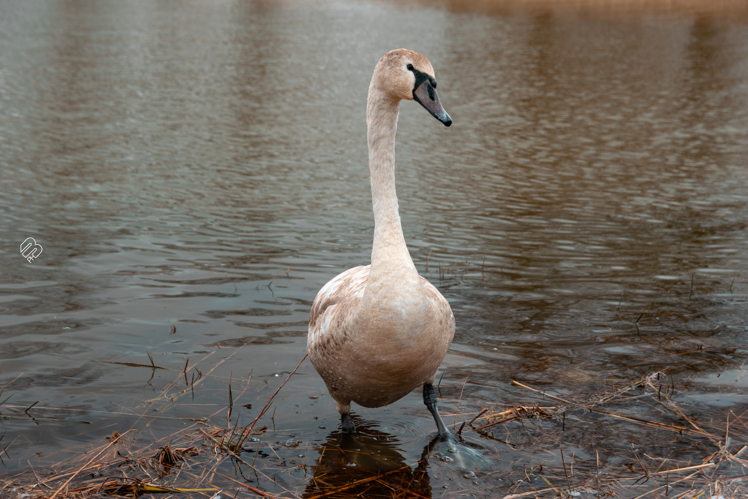 Поездка в Калининград. Фотограф людей и животных в Санкт-Петербурге Марина Бурмистрова