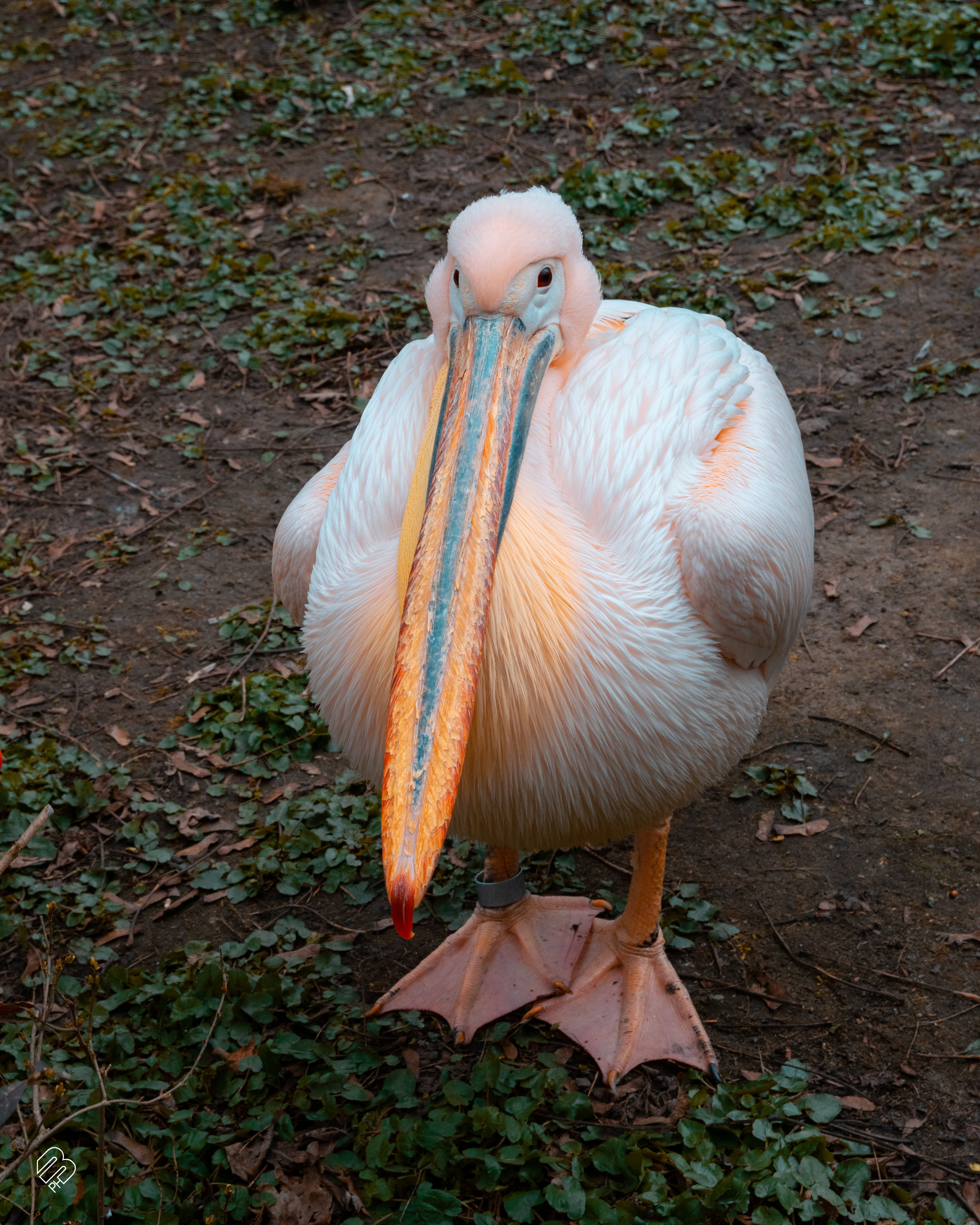 Поездка в Калининград. Фотограф людей и животных в Санкт-Петербурге Марина Бурмистрова