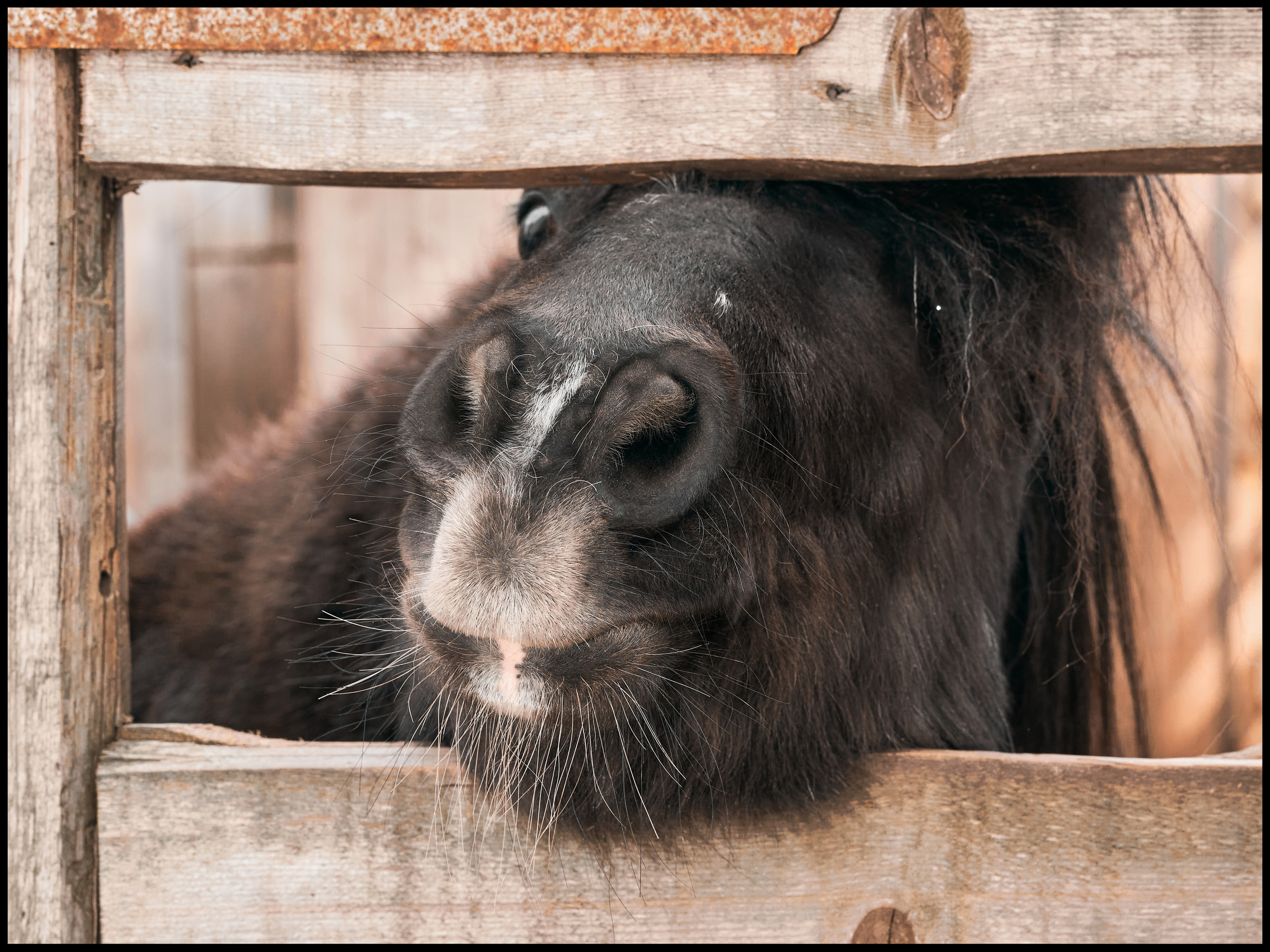 Фотосъемка животных в зоопарке. Фотограф людей и животных в Санкт-Петербурге Марина Бурмистрова