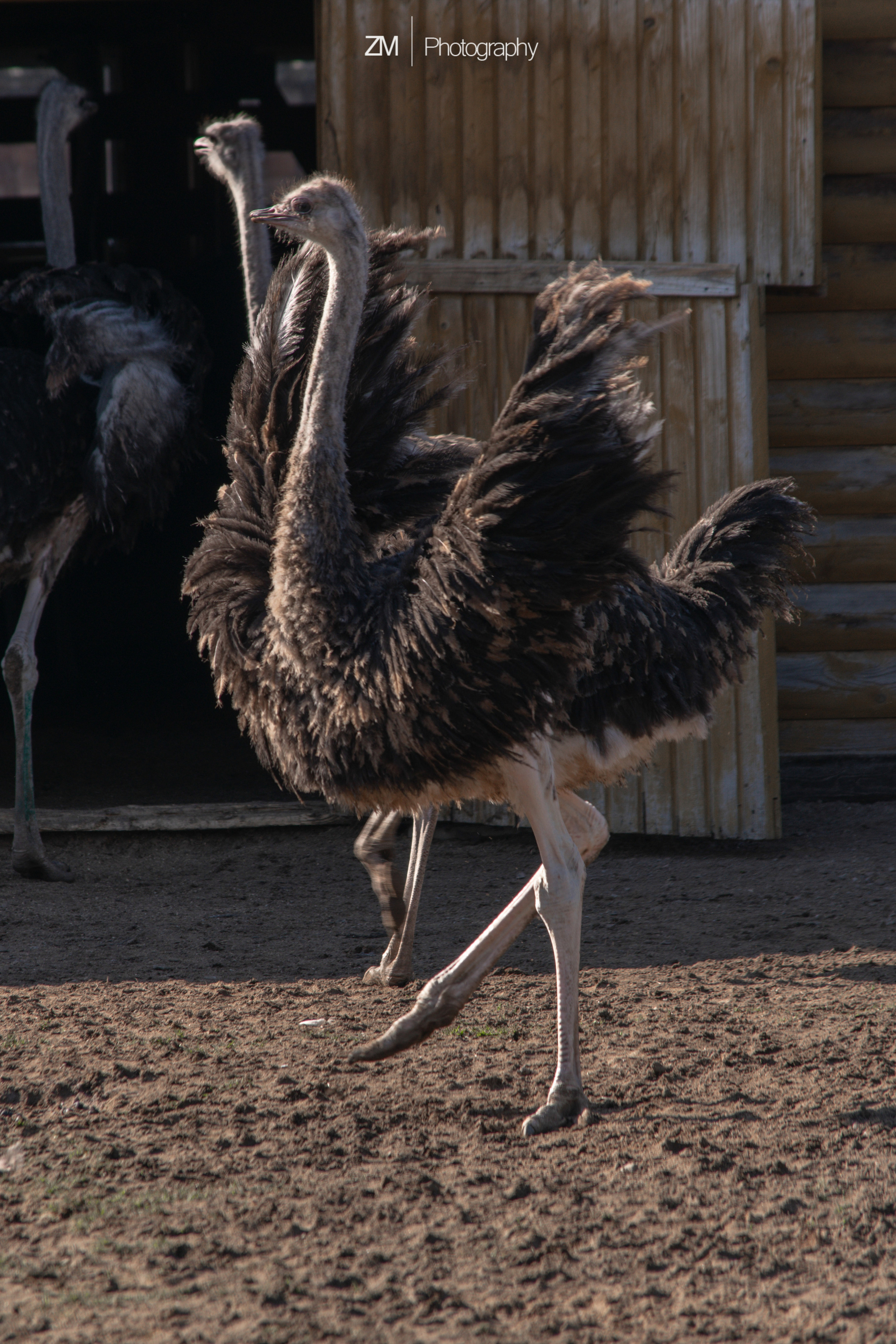 Фотосъемка животных в зоопарке. Фотограф людей и животных в Санкт-Петербурге Марина Бурмистрова