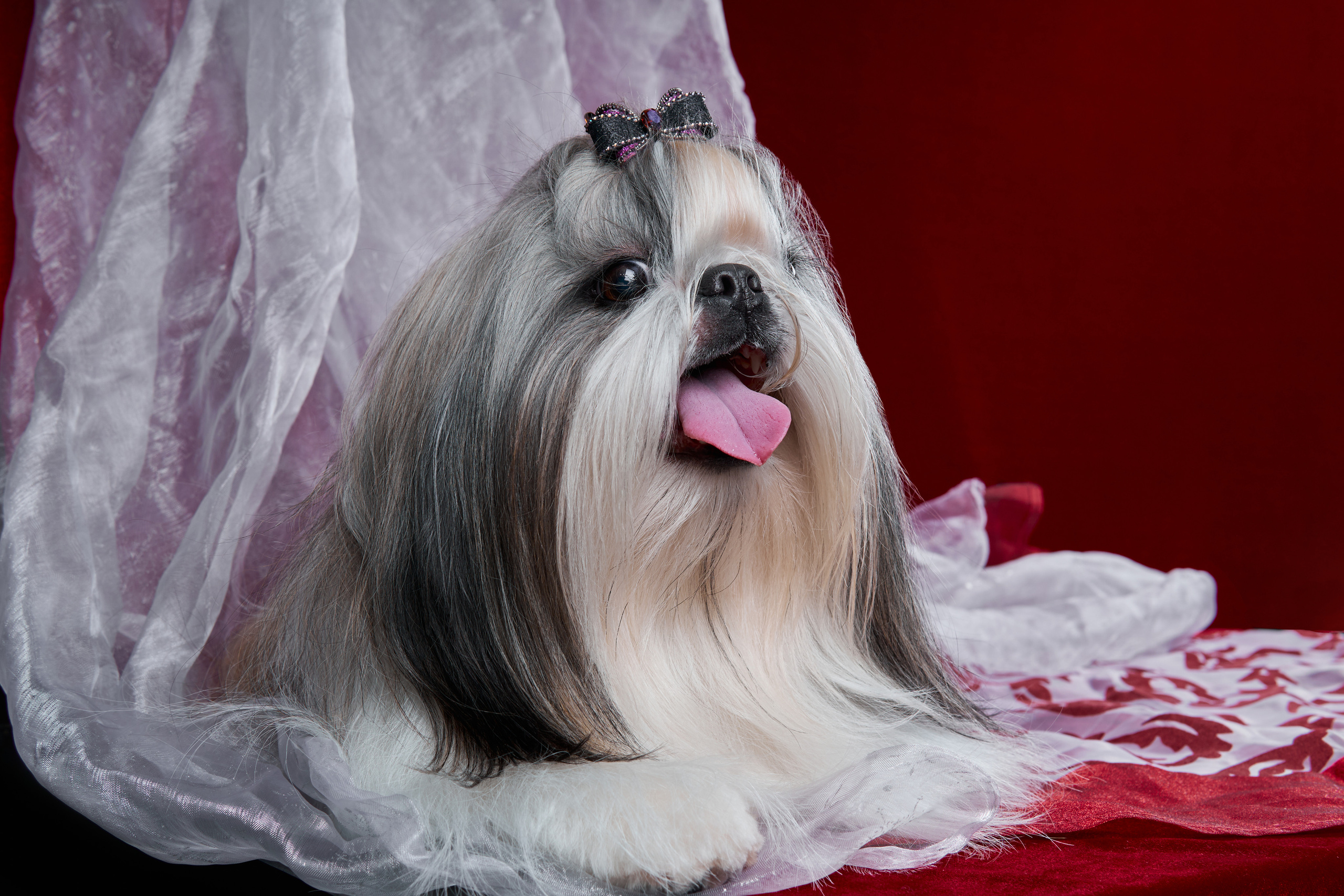 фотосессия ши-тцу на красном бархатном фоне в студии