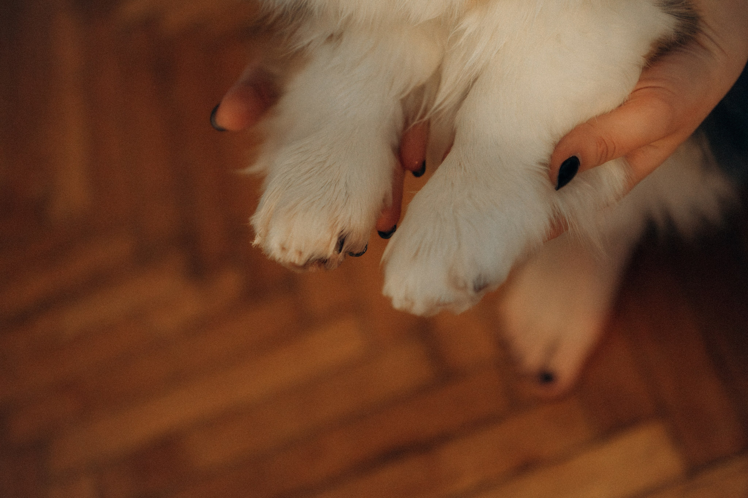 Мишель и Влада. Фотораф — анималист Мария Шистка