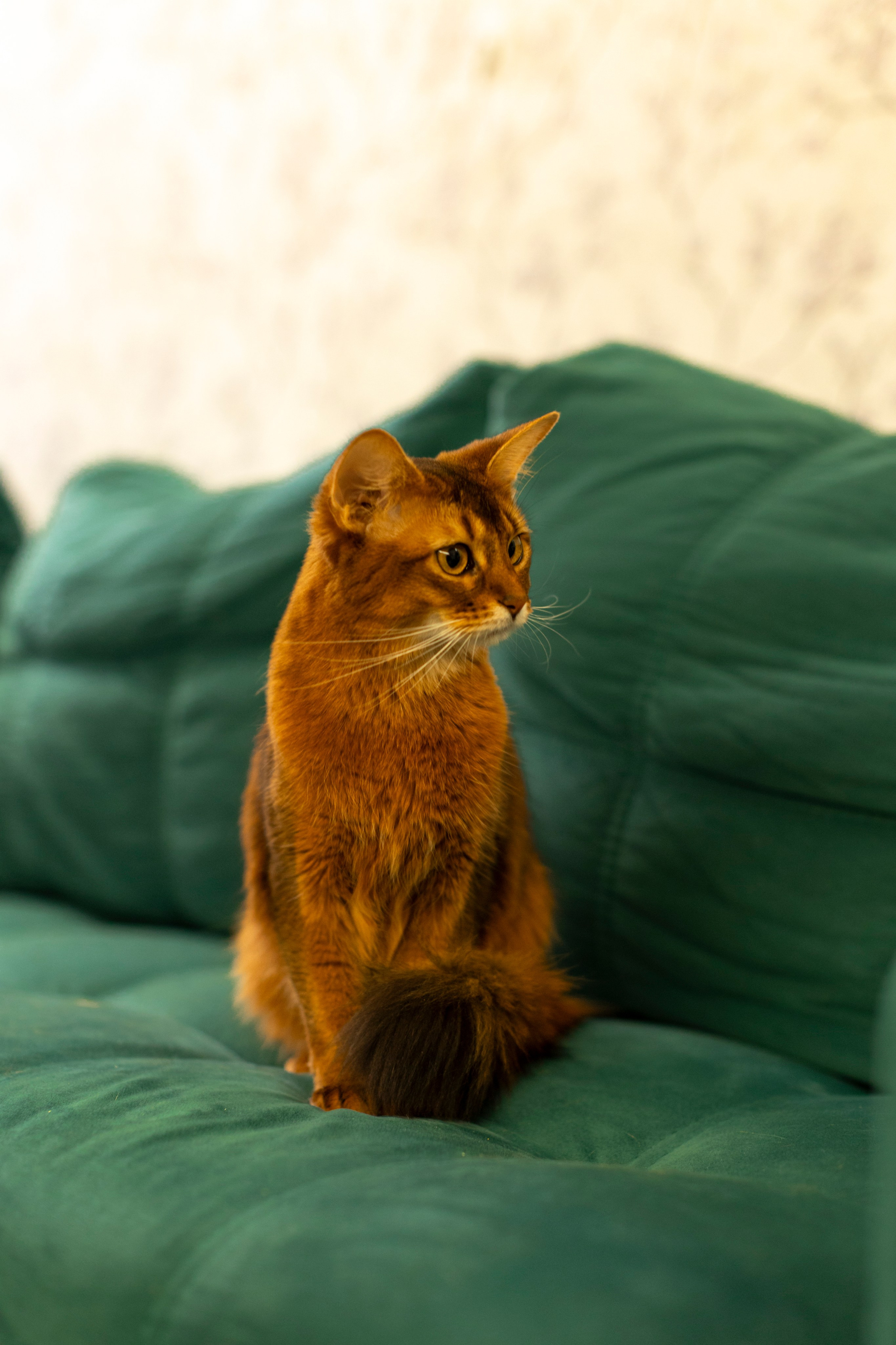 Сомали. Art my Pho