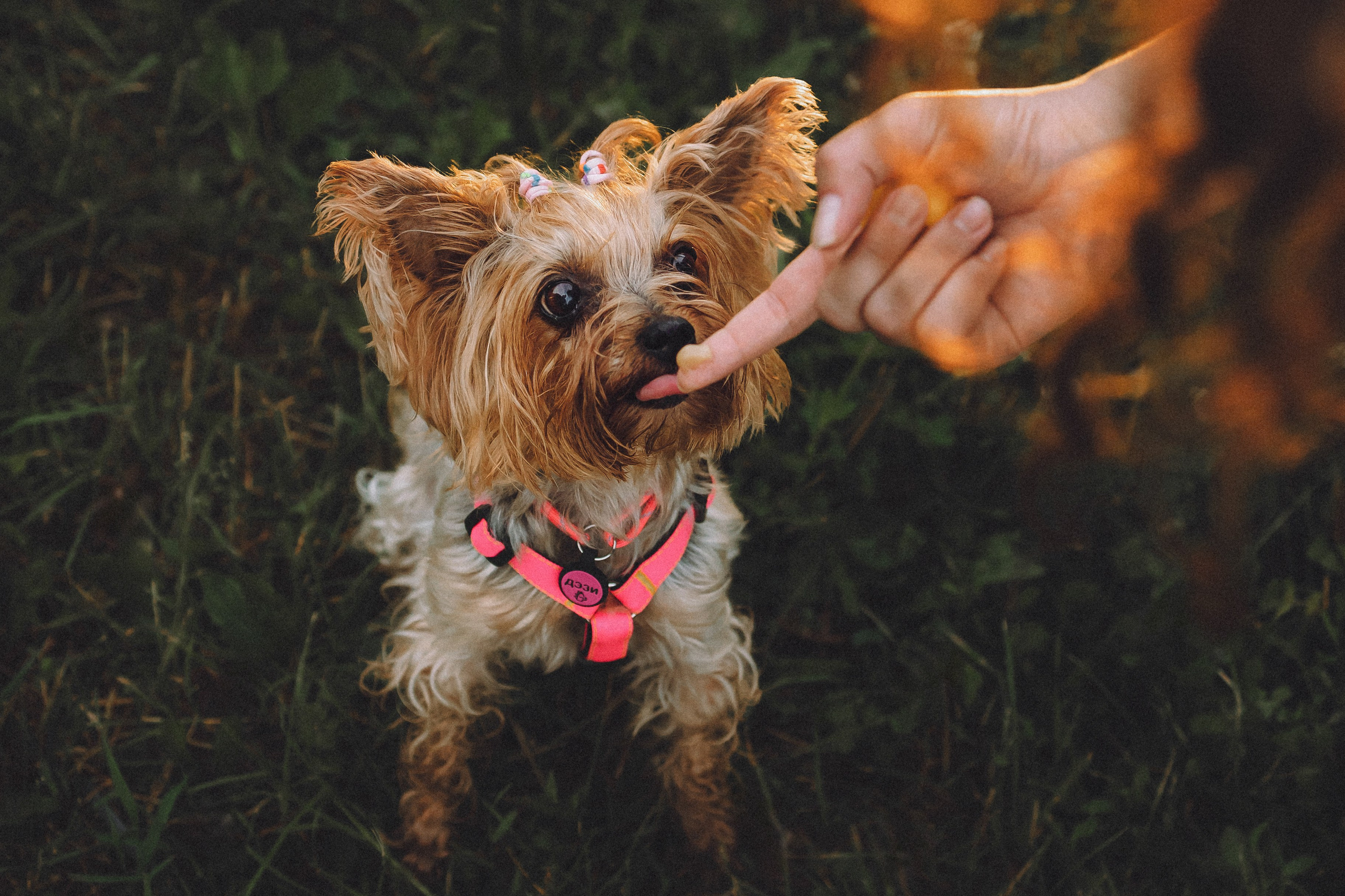 Даша и Дэзи