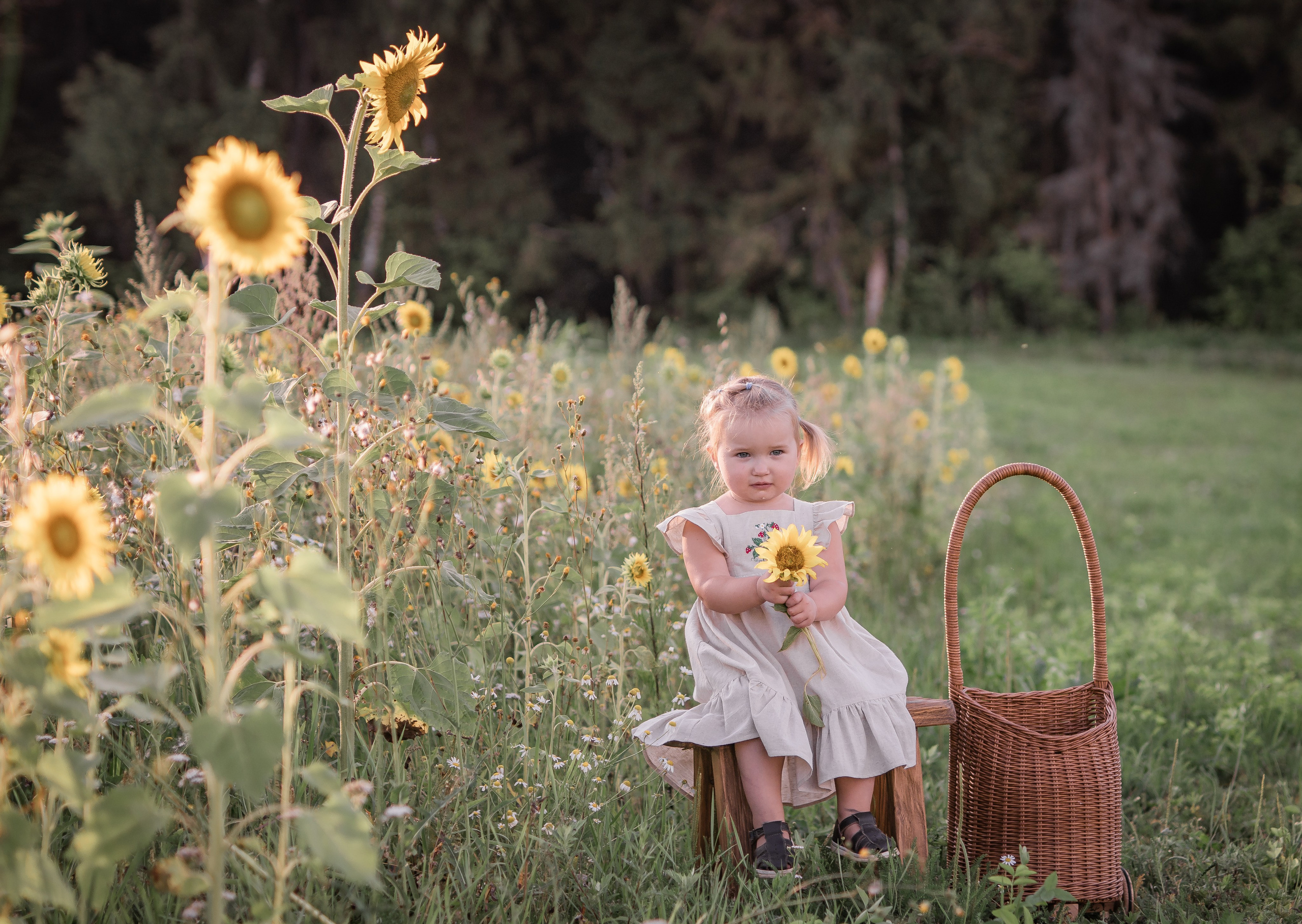 Прогулка с подсолнухами. Семейный фотограф Ефремова Виктория