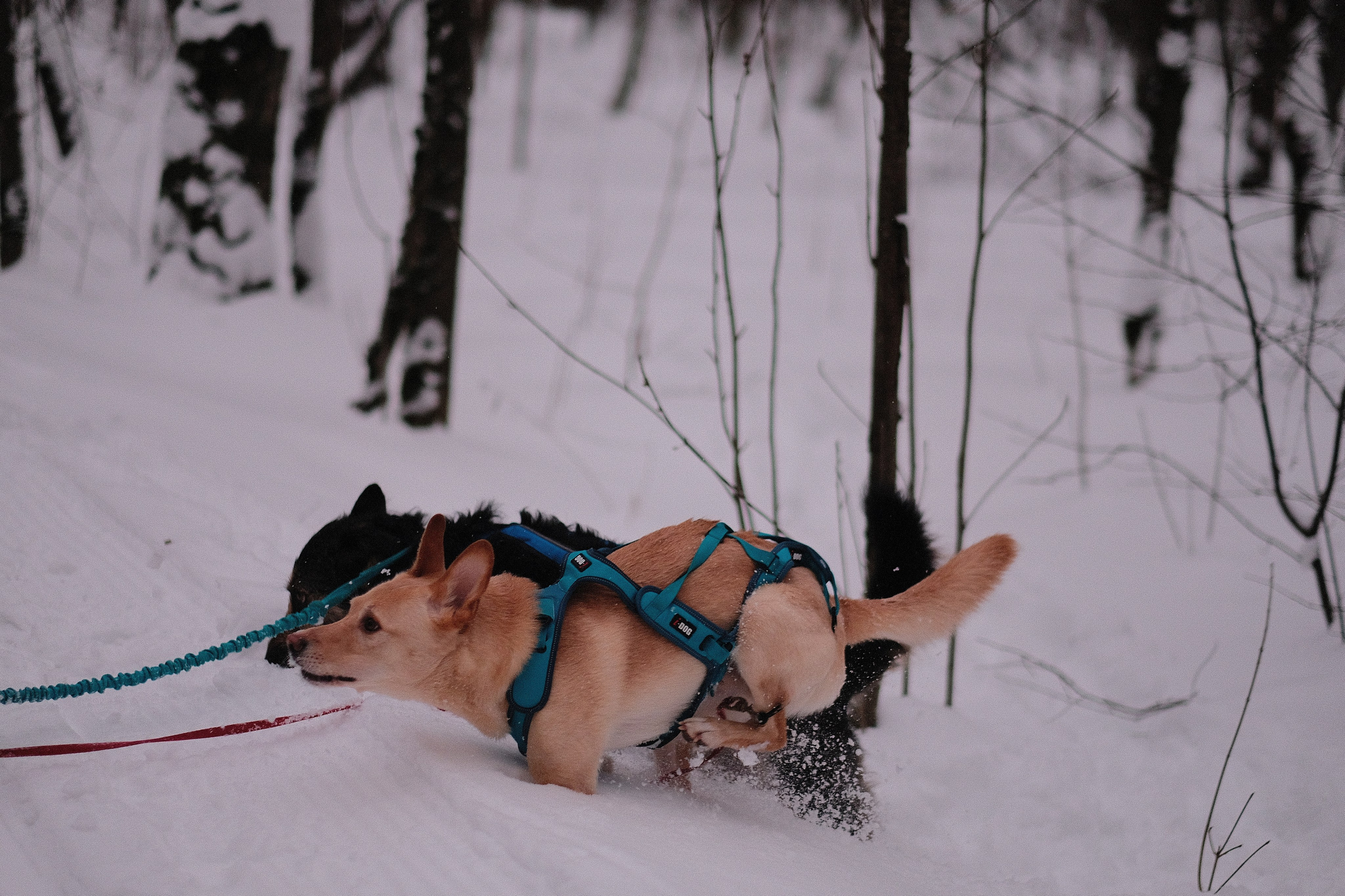 Рик, Листик и их Катя. Дмитрий Бречалов