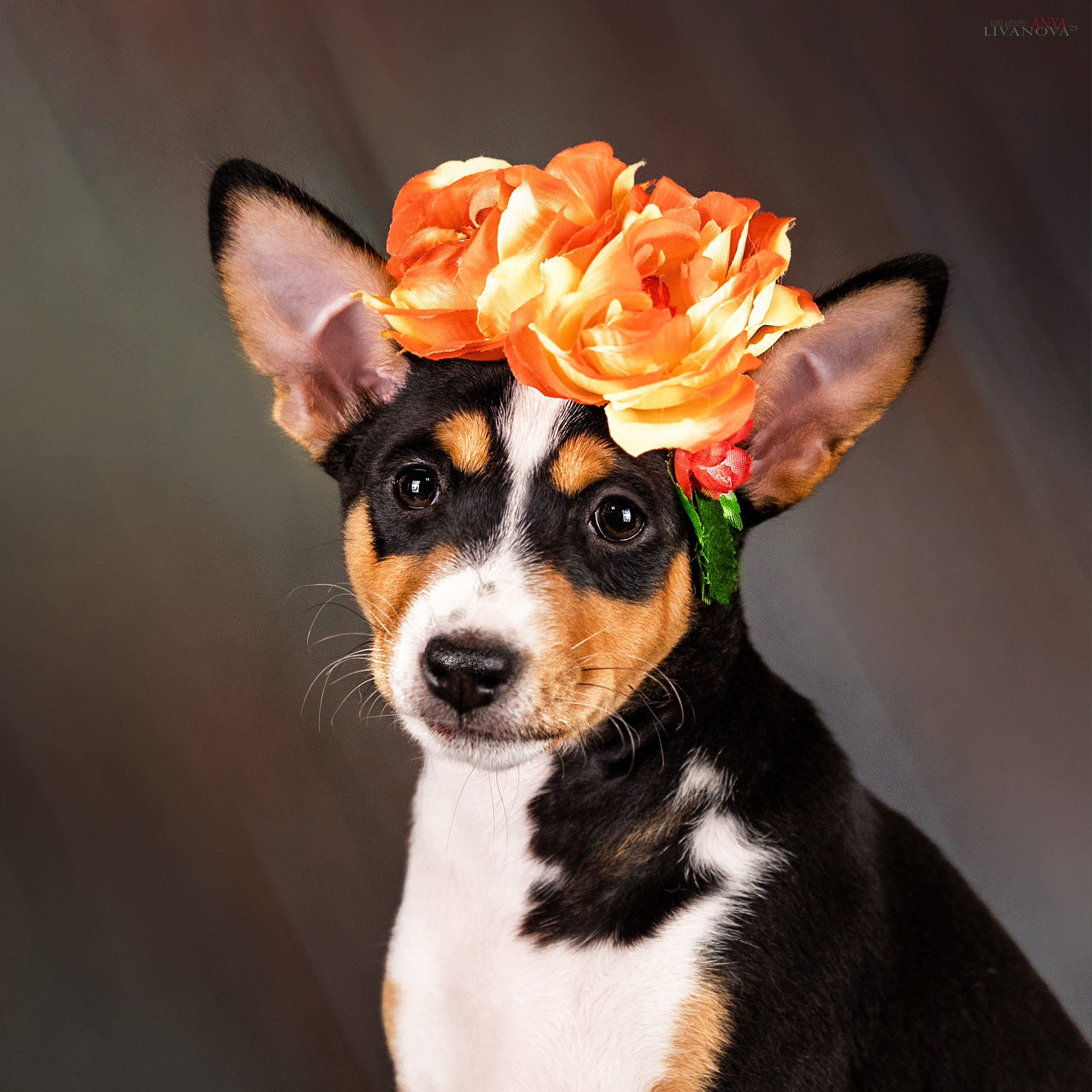 Басенджи. Фотограф анималист Аня Ливанова | Рыбинск