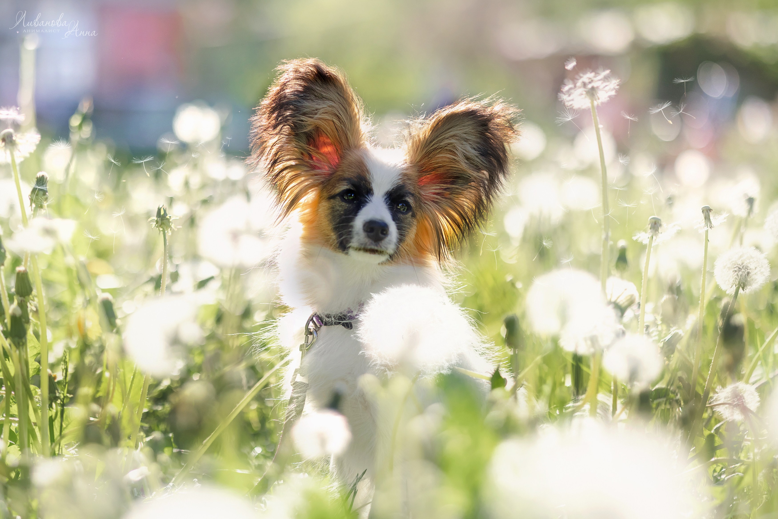 Хьюстон. Фотограф анималист Аня Ливанова | Рыбинск