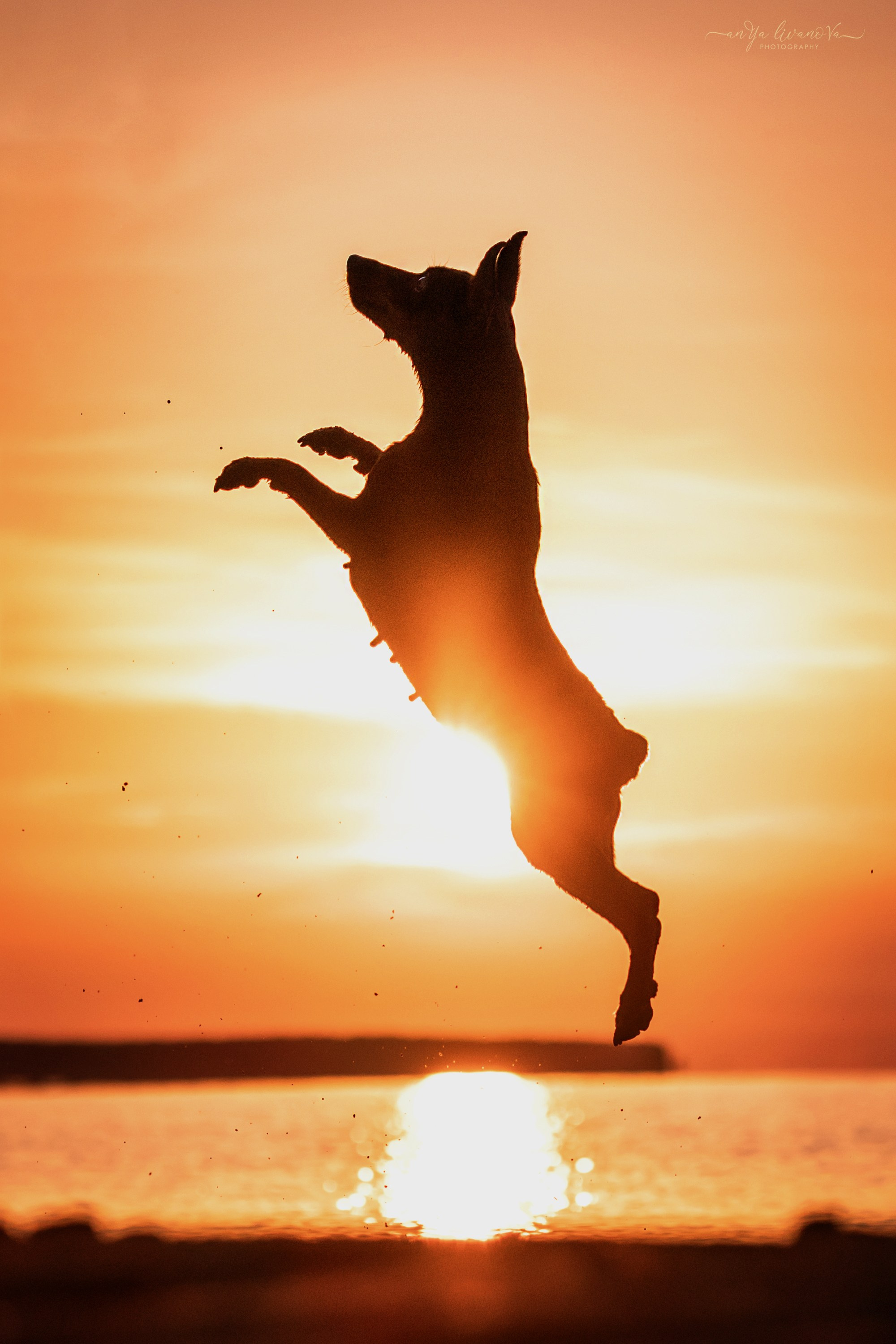 Ляля — Маня — Плюша закат. Фотограф анималист Аня Ливанова | Рыбинск