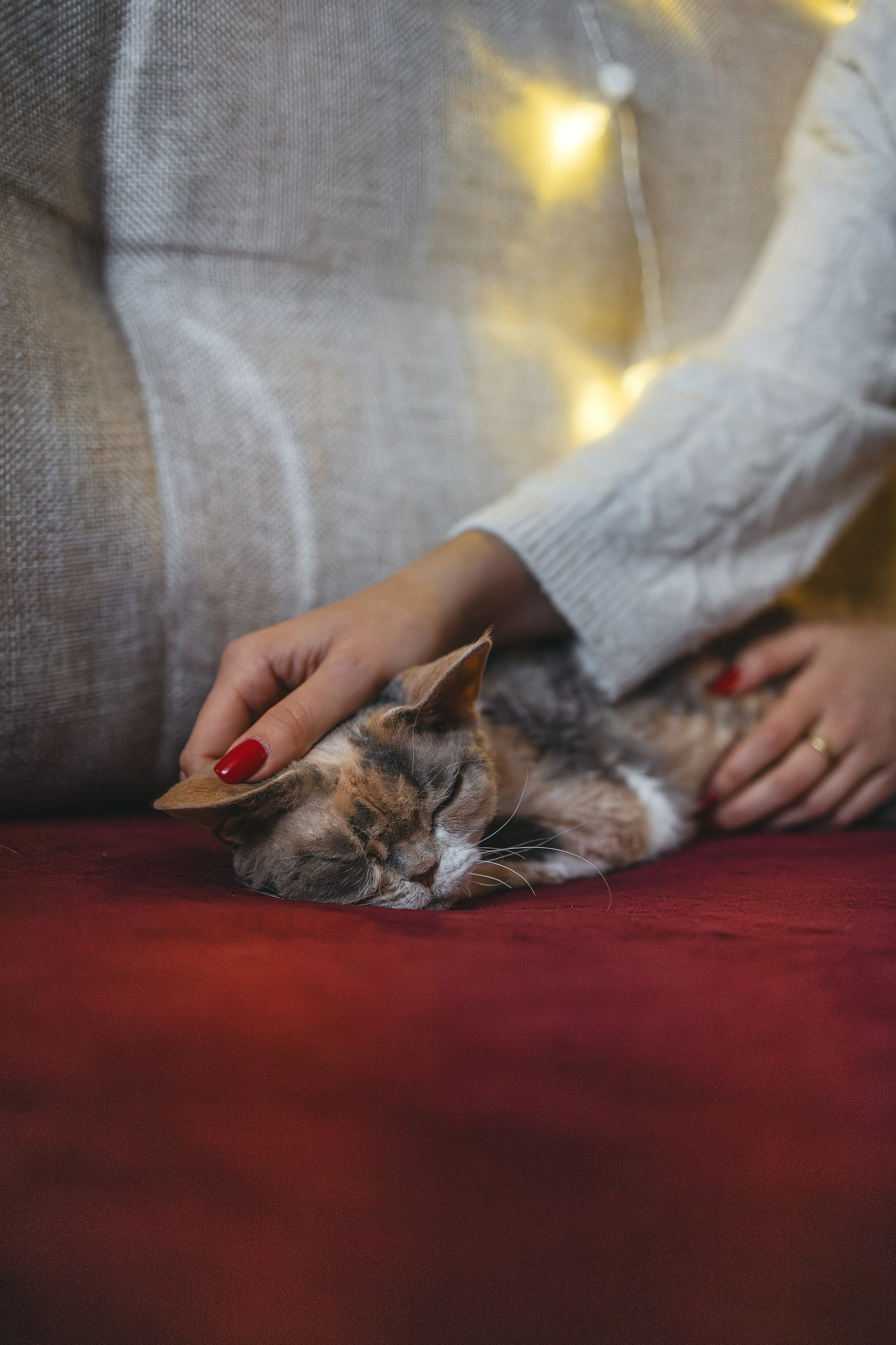 Домашняя новогодняя. Фотограф Анималист в Москве Анастасия Жучкова