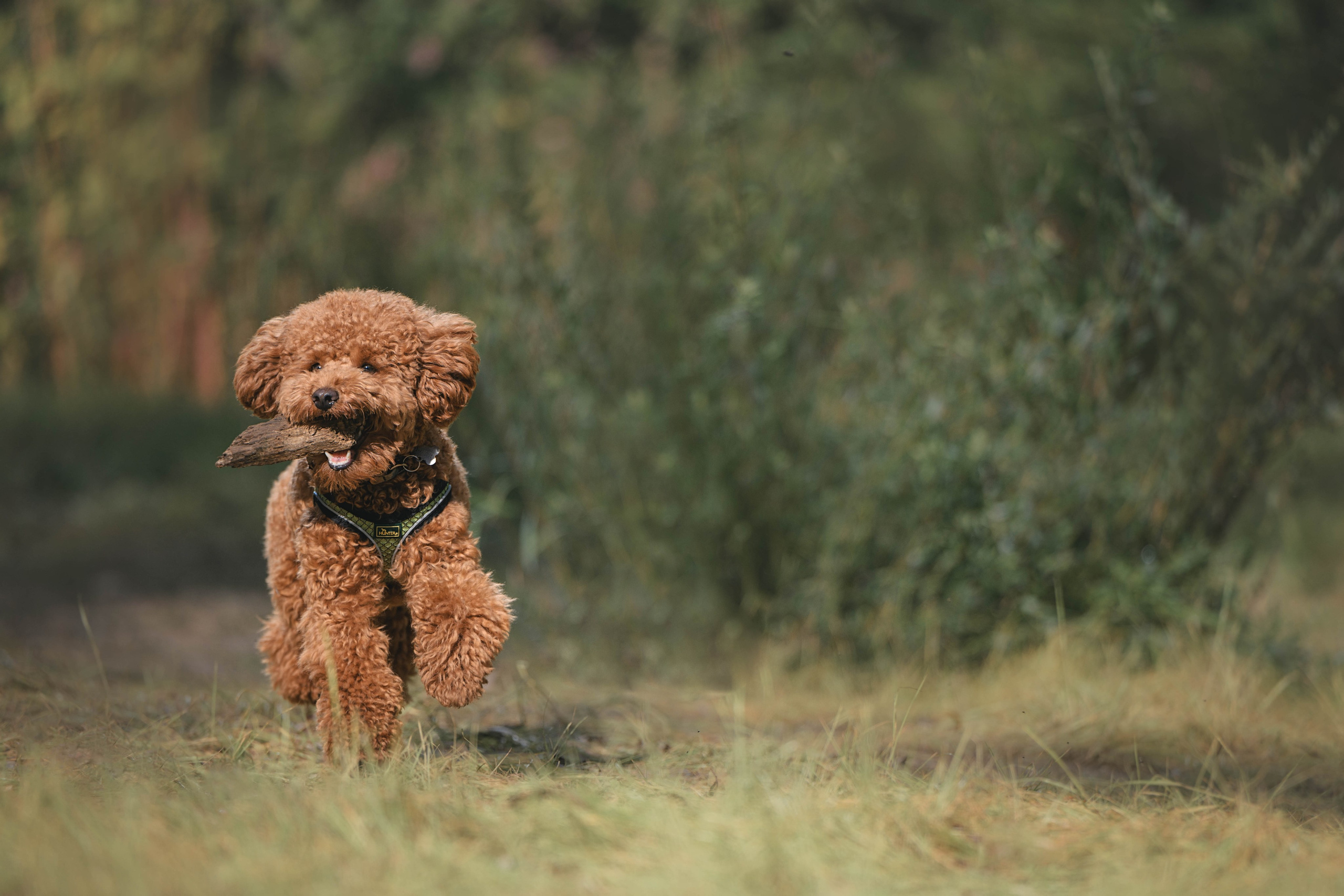 Пудель. Фотограф Анималист в Москве Анастасия Жучкова