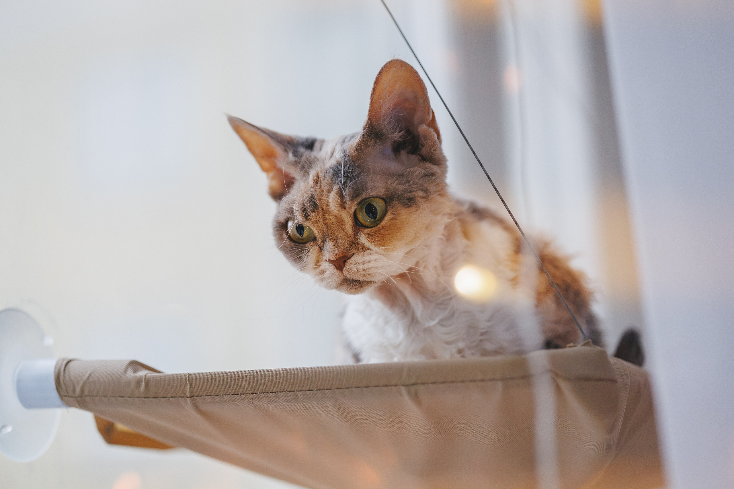 Домашняя новогодняя. Фотограф Анималист в Москве Анастасия Жучкова