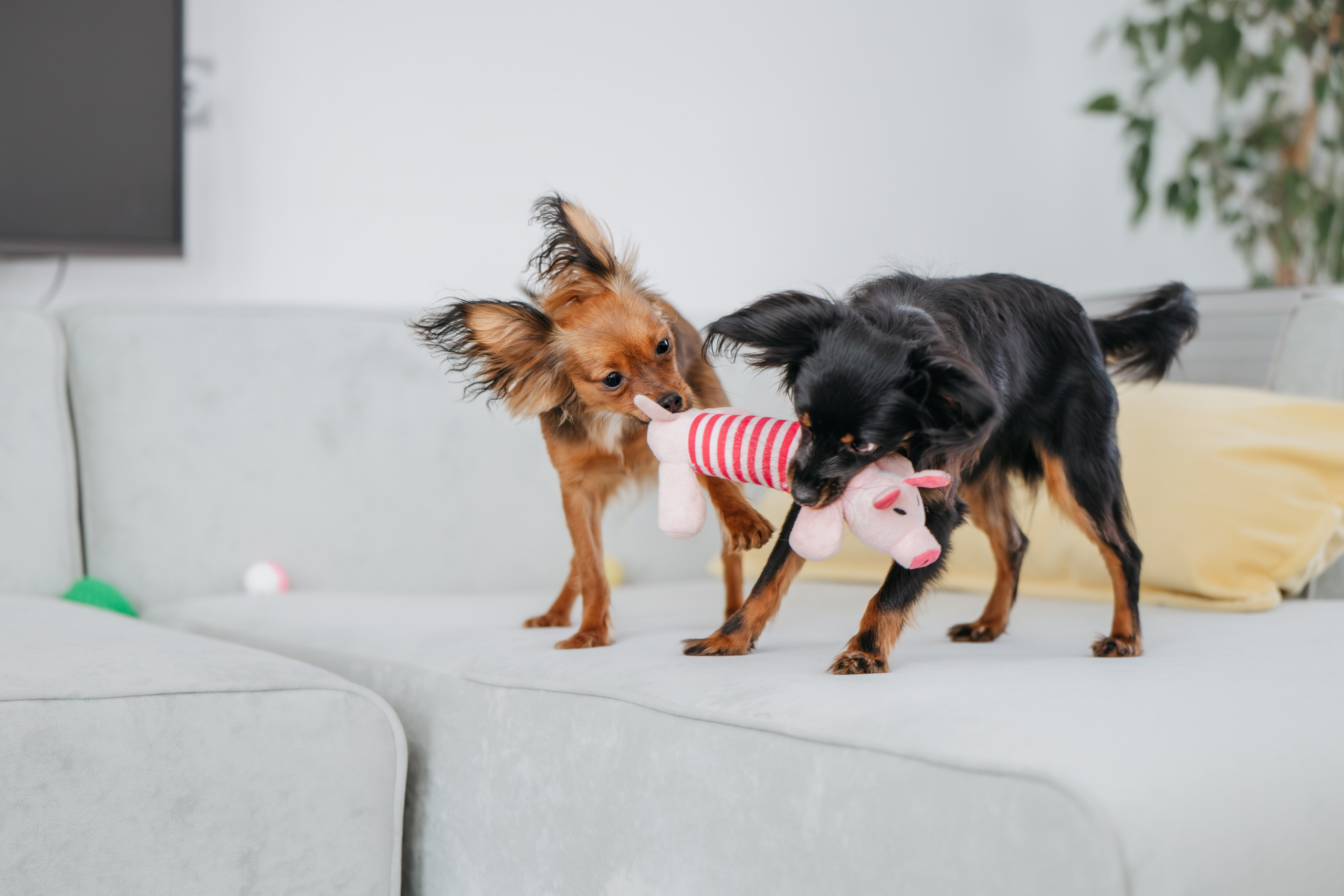 Домашняя съемка. Фотограф Анималист в Москве Анастасия Жучкова
