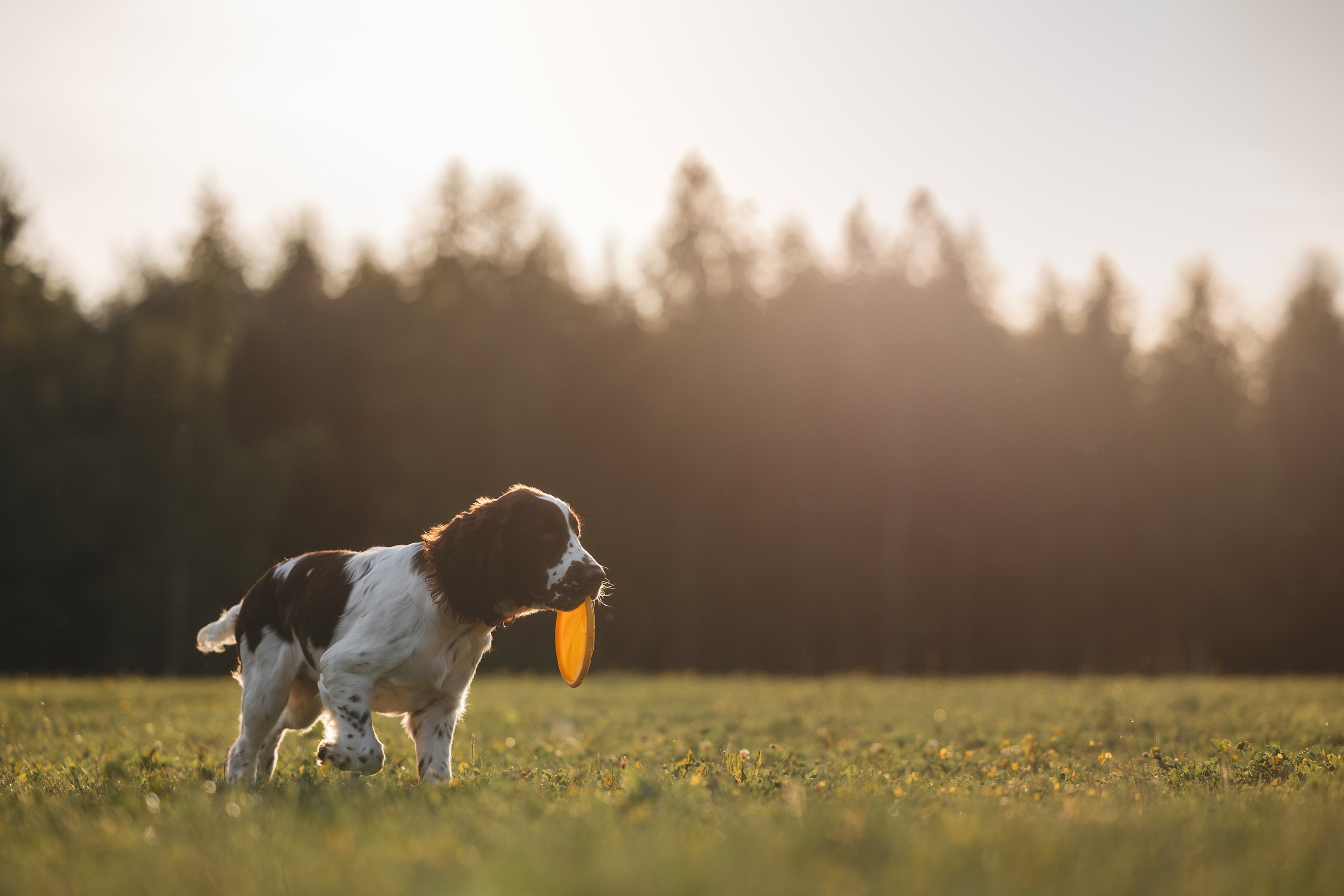 На закате. Фотограф Анималист в Москве Анастасия Жучкова