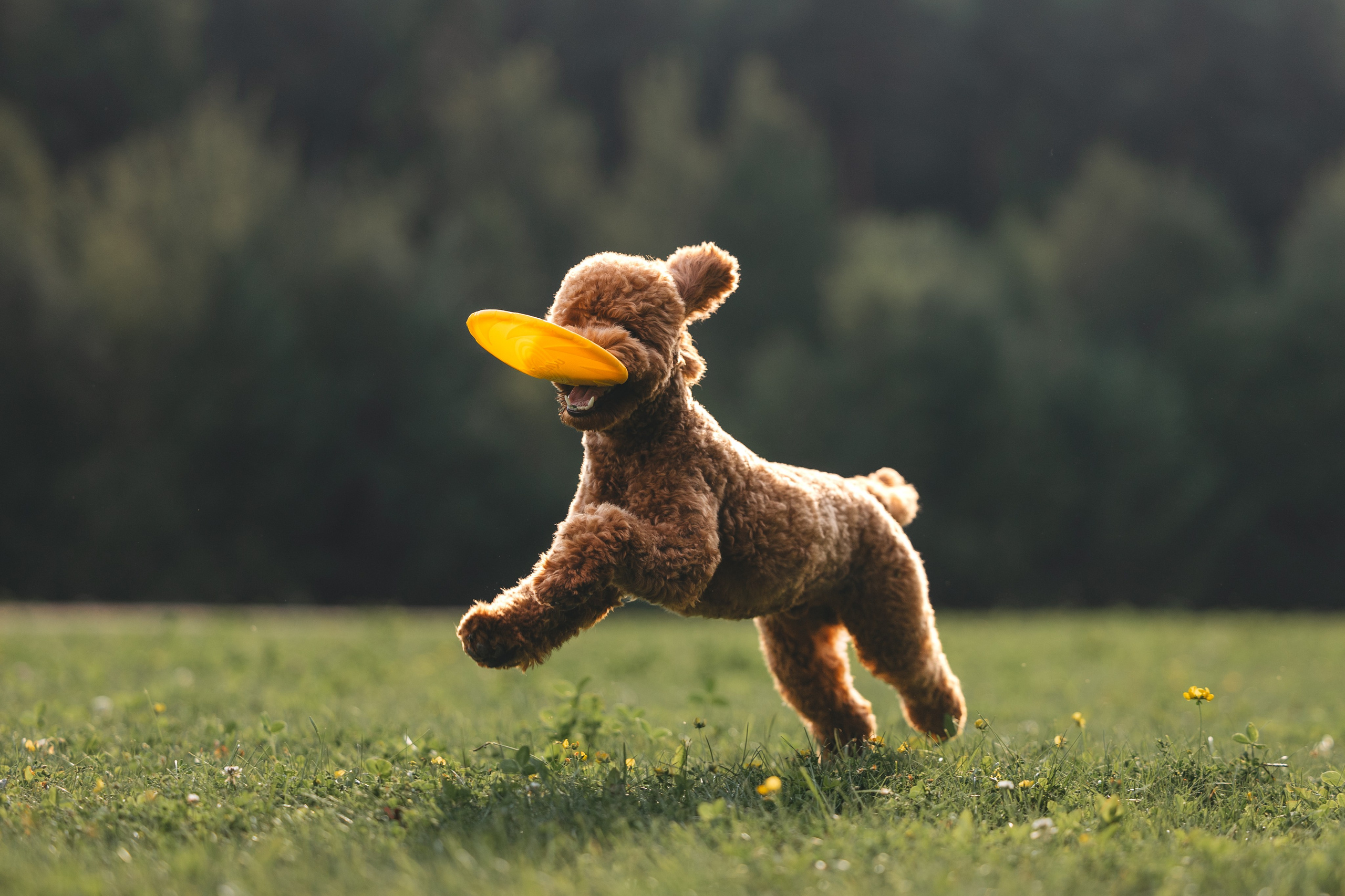 Джек. Фотограф Анималист в Москве Анастасия Жучкова