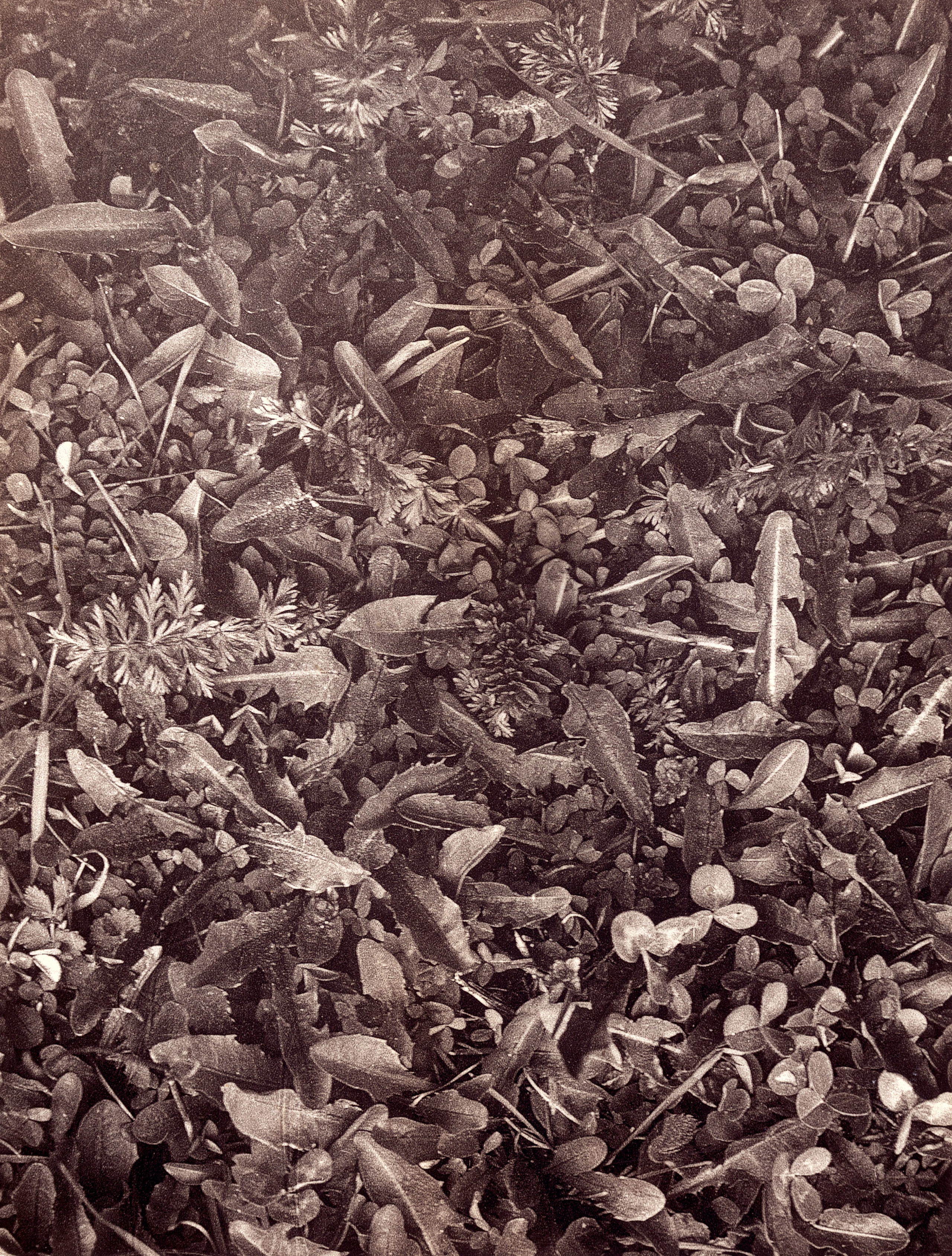 Sepia. Gueorgui Pinkhassov