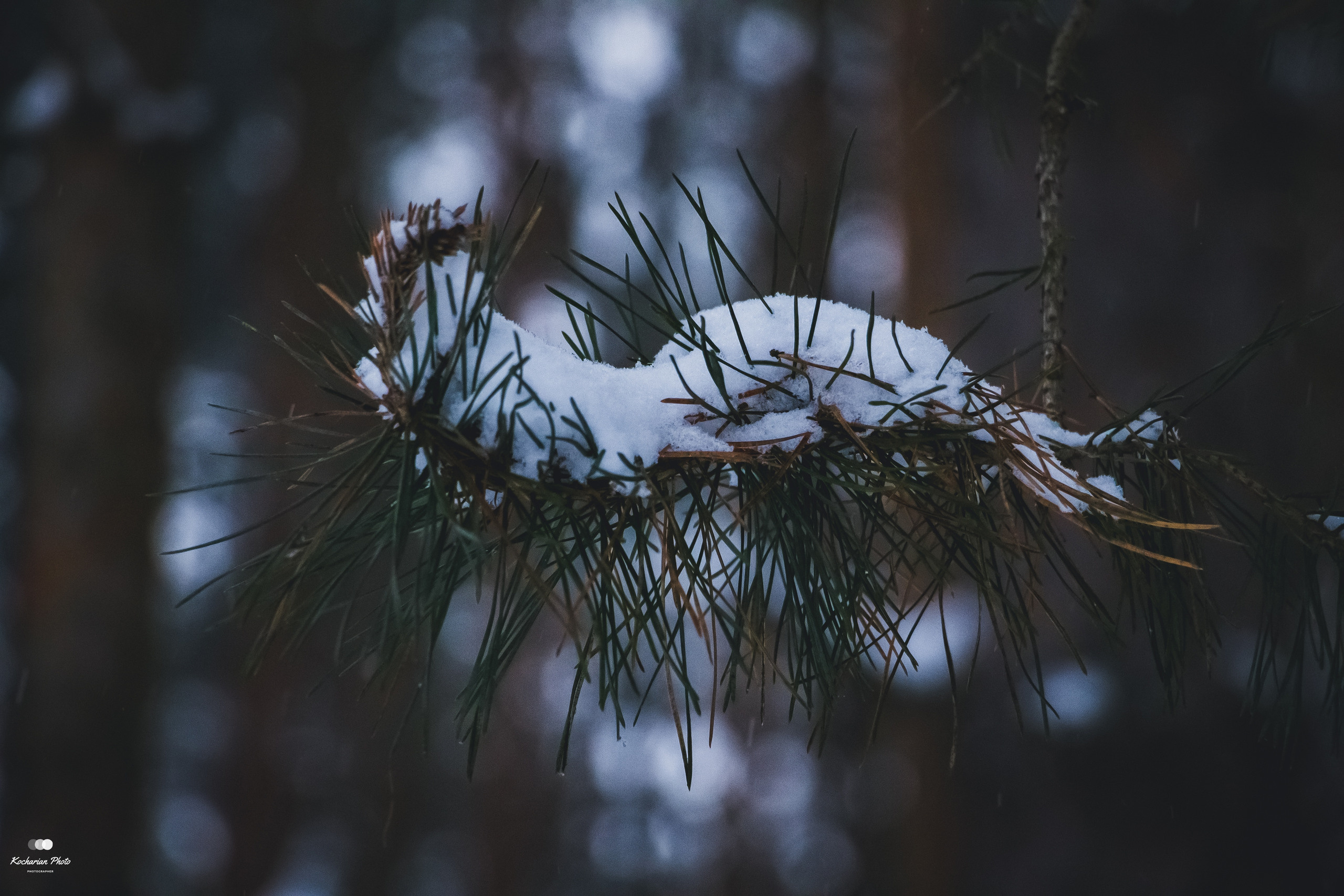 Макросъемка. Photographer K.A.D