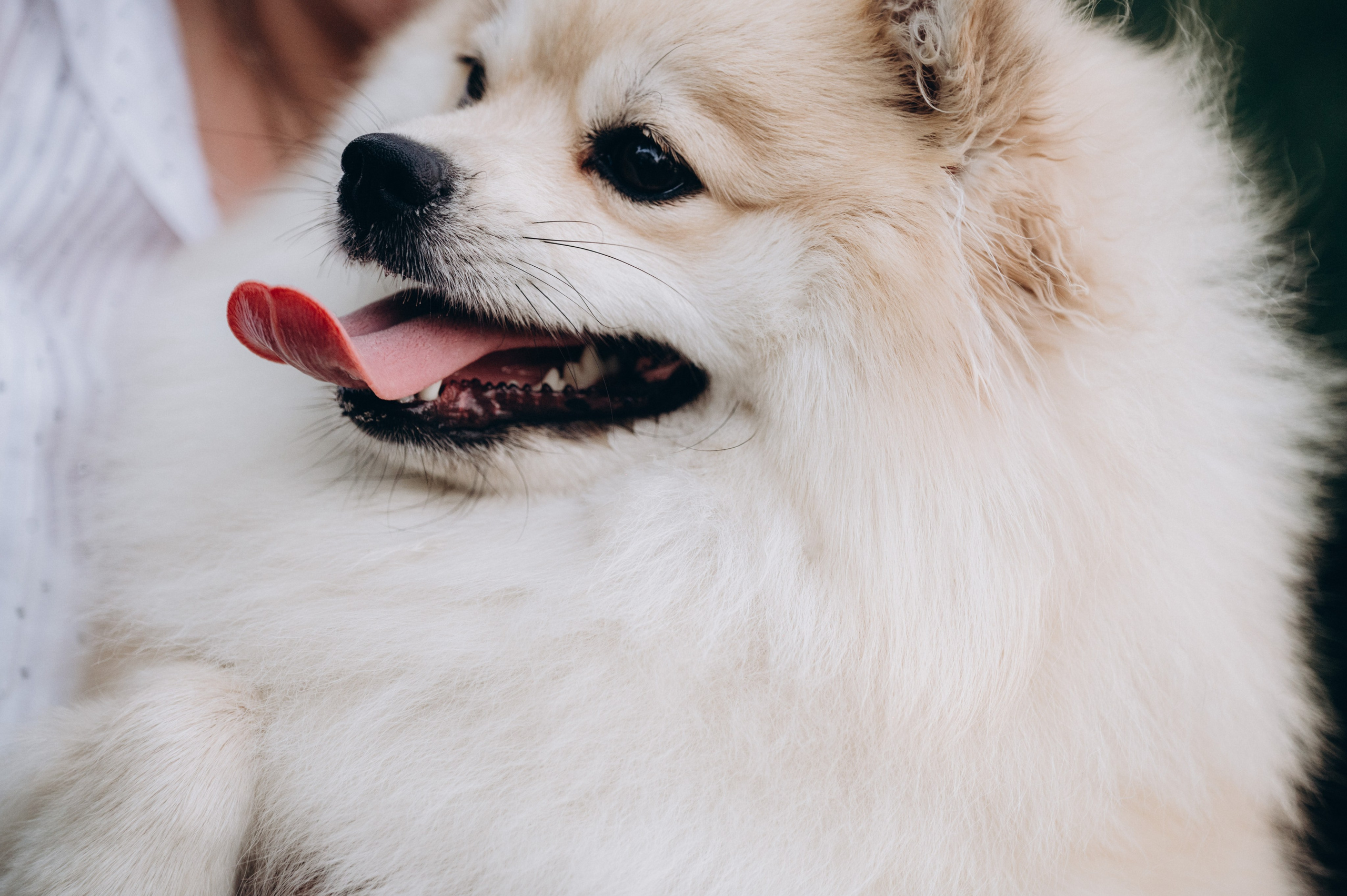 Любовь к животным. Мариуполь фото. Фотограф Мариуполь.Индивидуальные съёмки. Детские, семейные, коммерческие