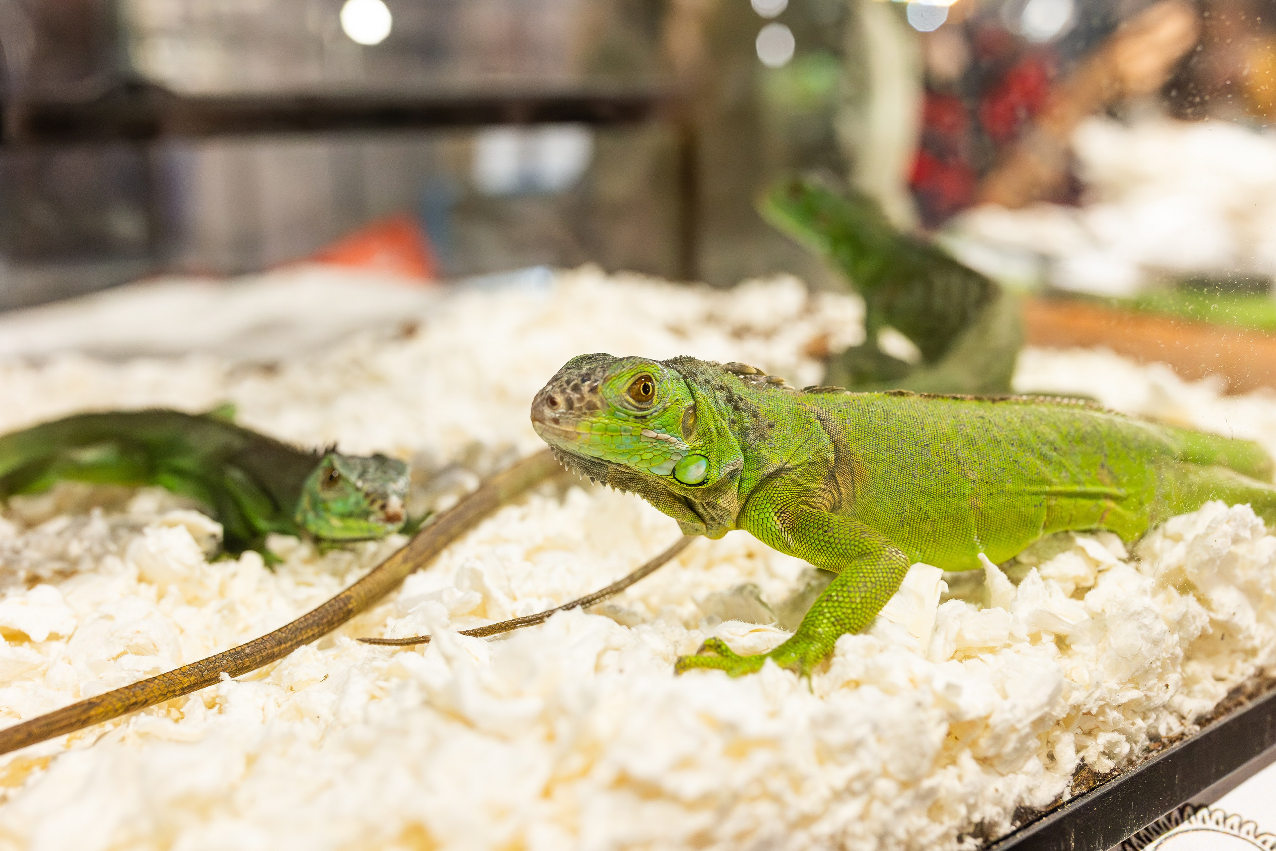 Рептилиум июнь 2025. Александра Куликова фотограф, Москва
