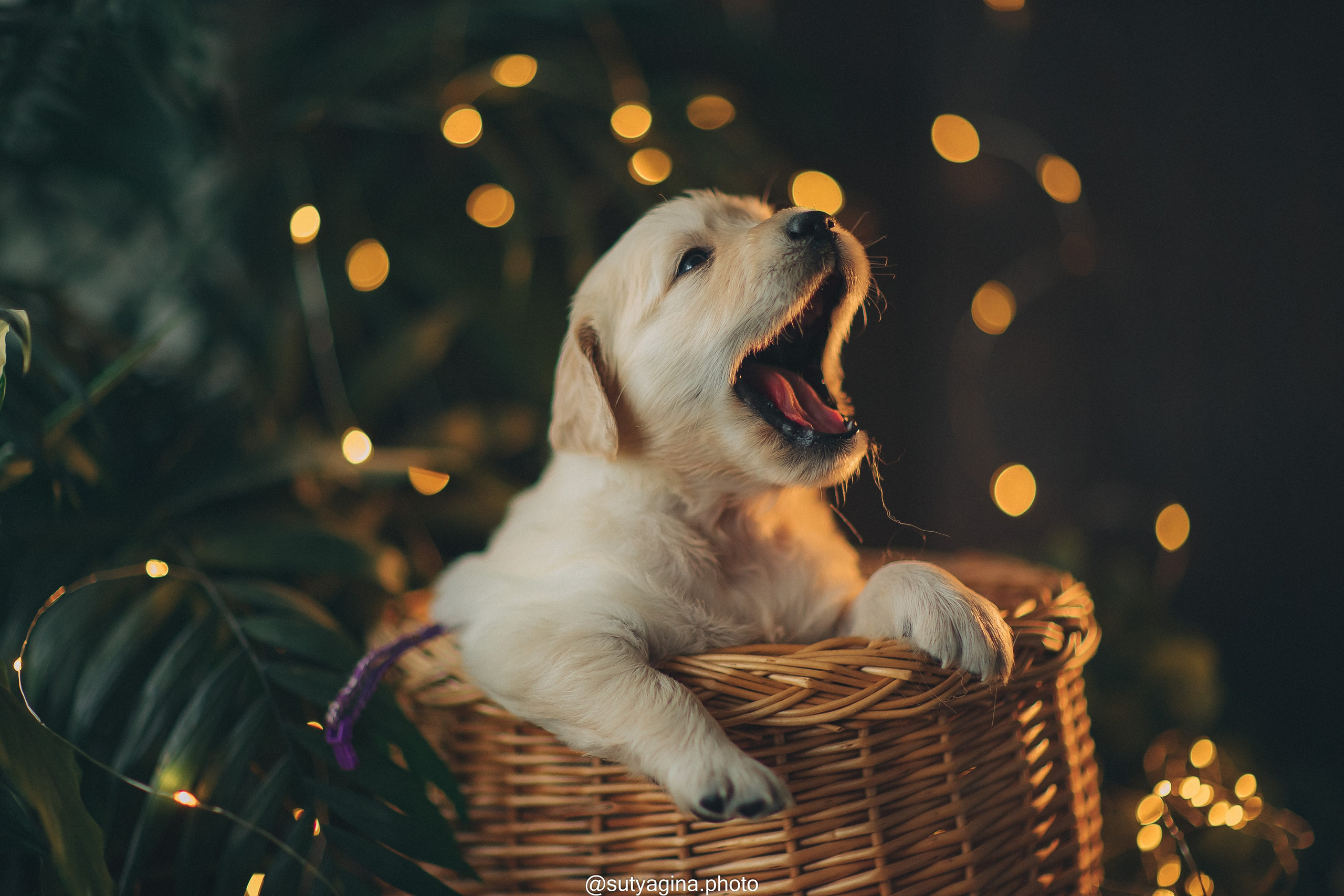 Фиолетовая лента. Свадебный и женский фотограф