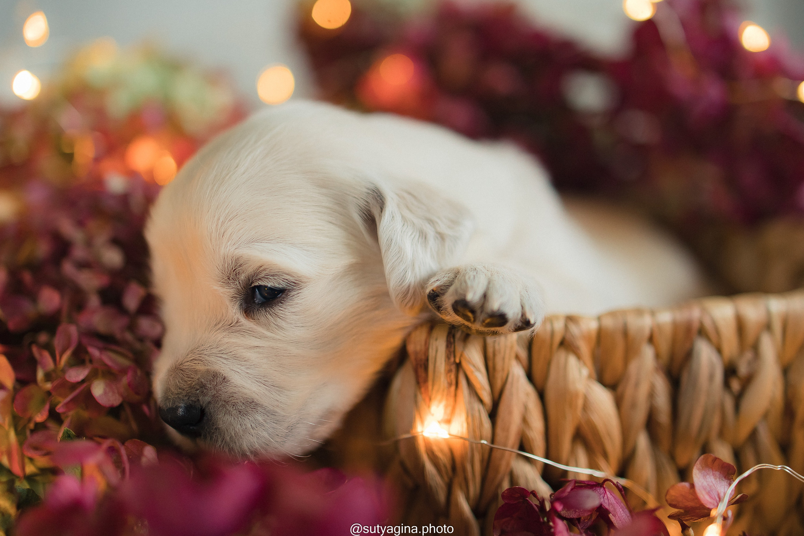 Зеленая лента. Свадебный и женский фотограф
